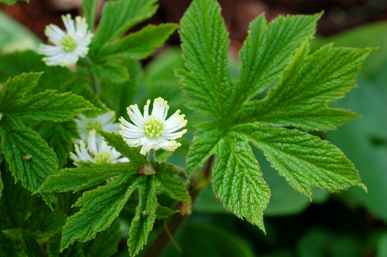 6 Goldenseal (Hydrastis canadensis) “Live roots”