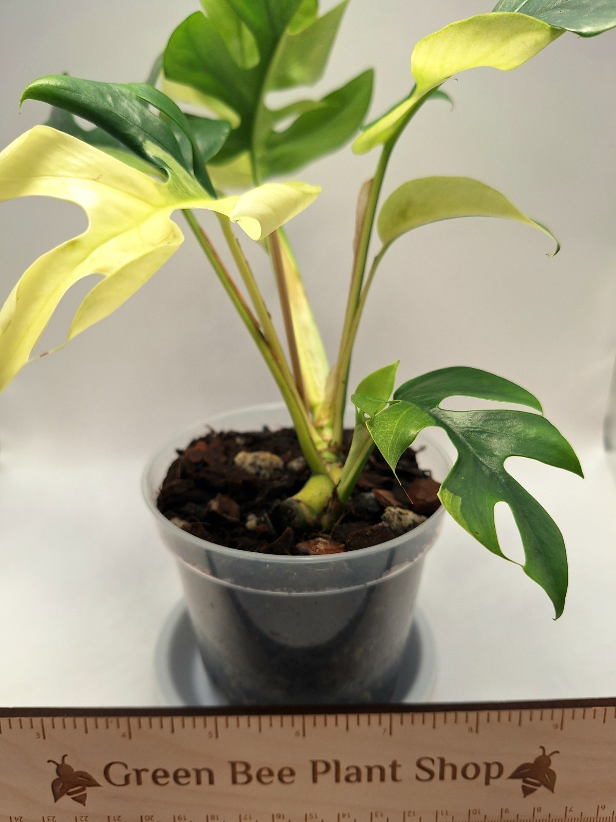 Rhaphidophora Tetrasperma Albo-Variegated – Half Moon – 2 Active Growth Points!