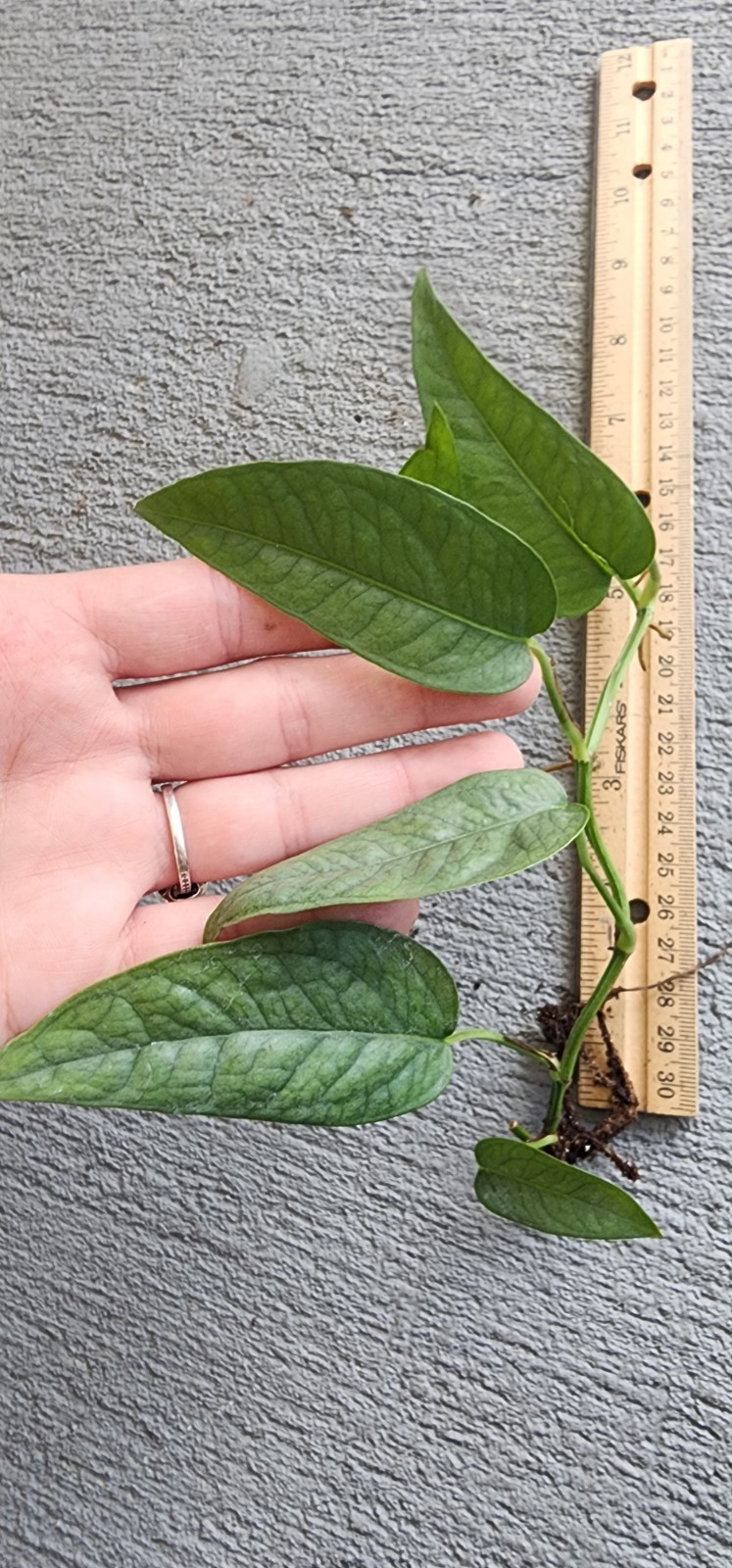 Photos Live Cebu Blue Ivy Easy Care Plant Pothos Rooted Cuttings Home Potho Rare