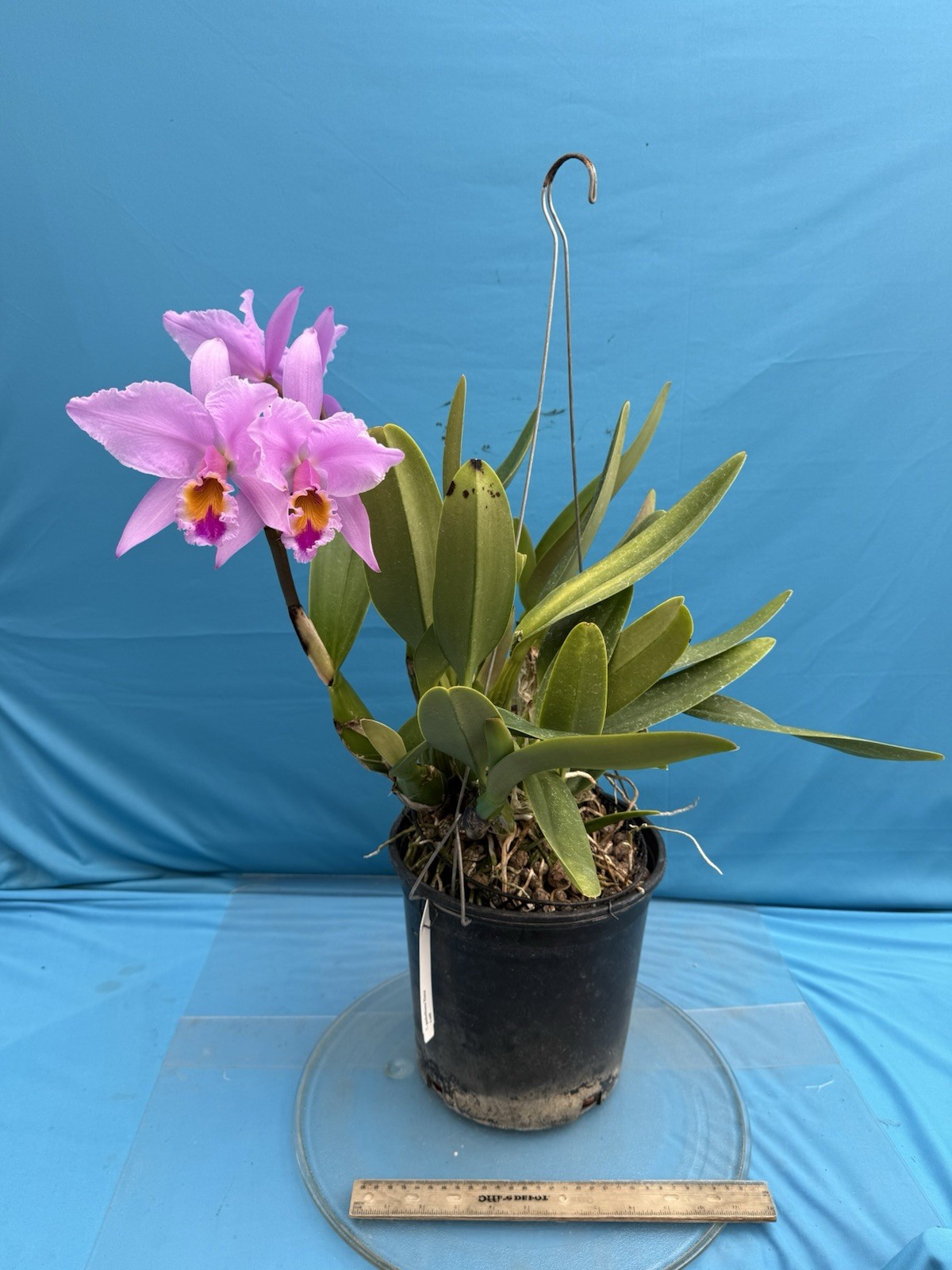 Cattleya gaskelliana ‘Elena’ X Self Species Orchid Eros 10” Pt 2 Sheaths + Bloom