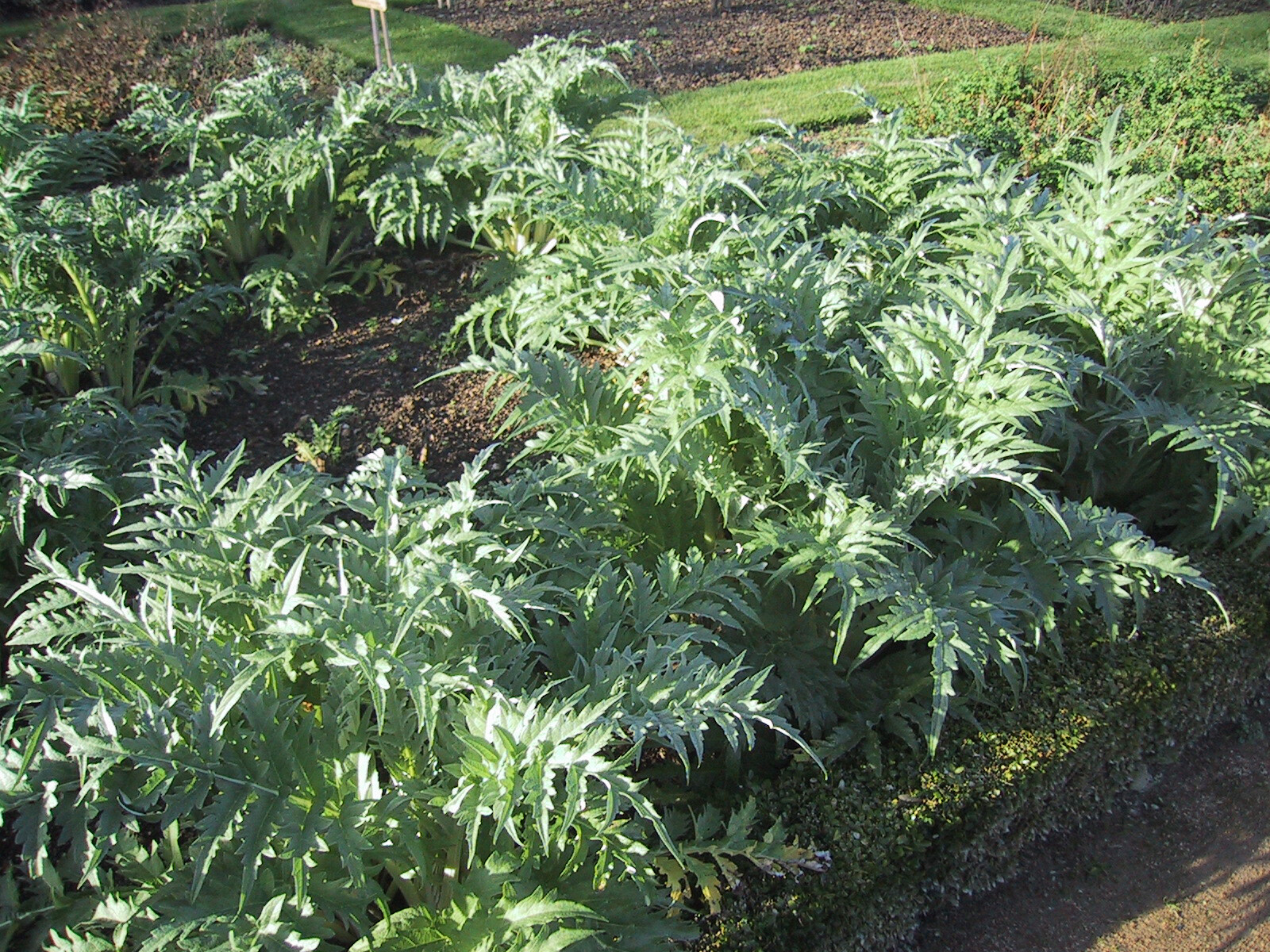 Globe Artichoke, Cynara scolymus, Seeds (Fast, Edible, Showy)