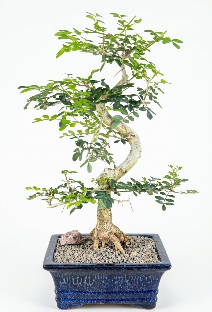 Lime Prickly Ash Bonsai Tree Live Plant Tropical Evergreen 15 Yr Old 20 In Pot