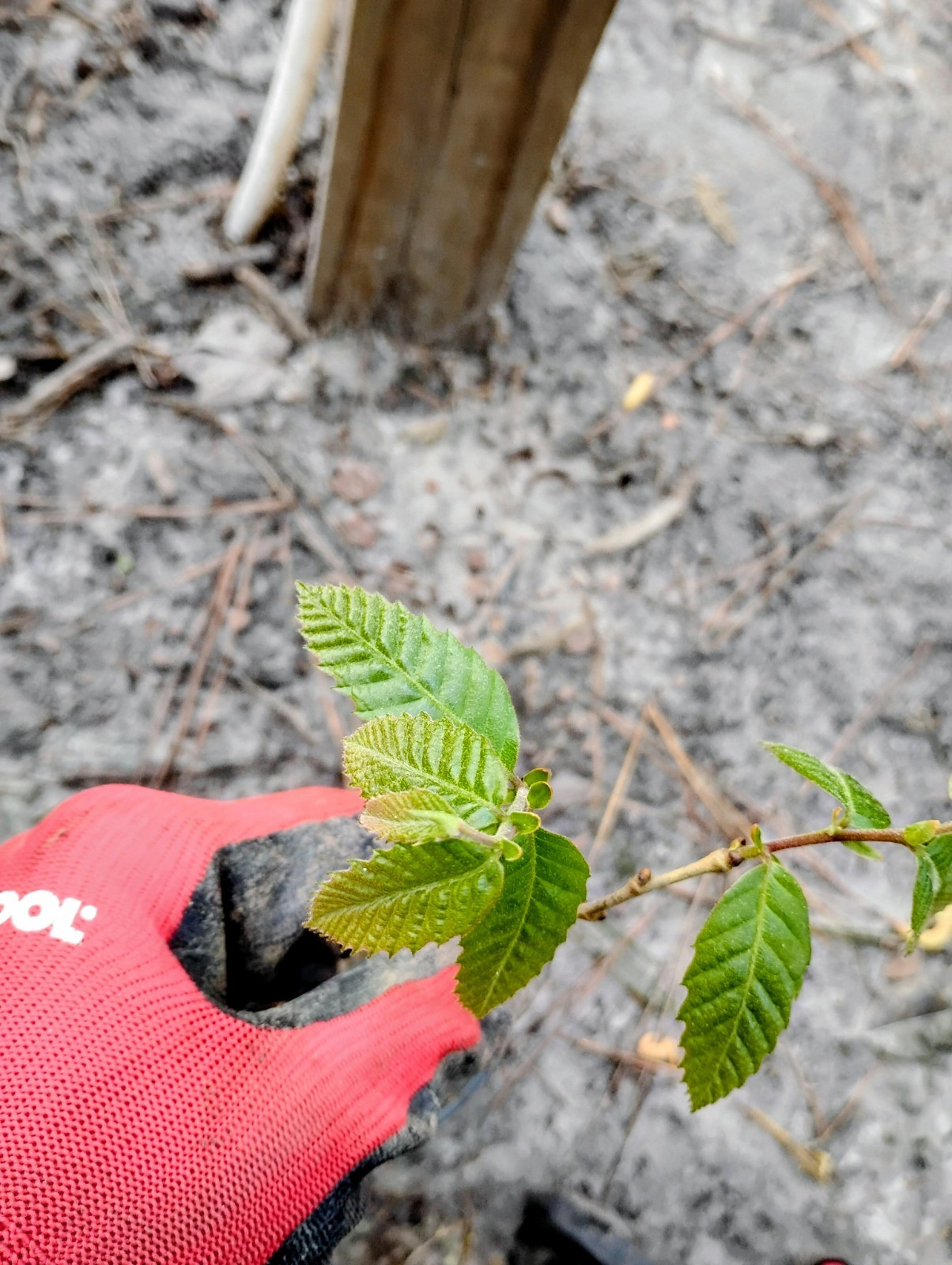 Chinese Chestnut Tree, 1 Quart Pot.