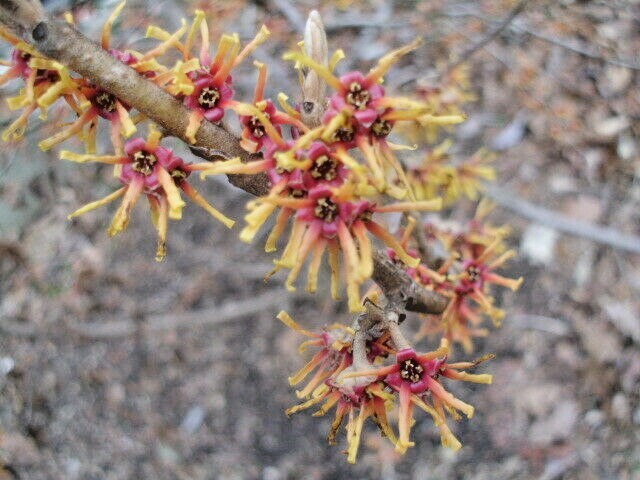 10 MEXICAN WITCH HAZEL SEEDS – Hamamelis virginiana mexicana