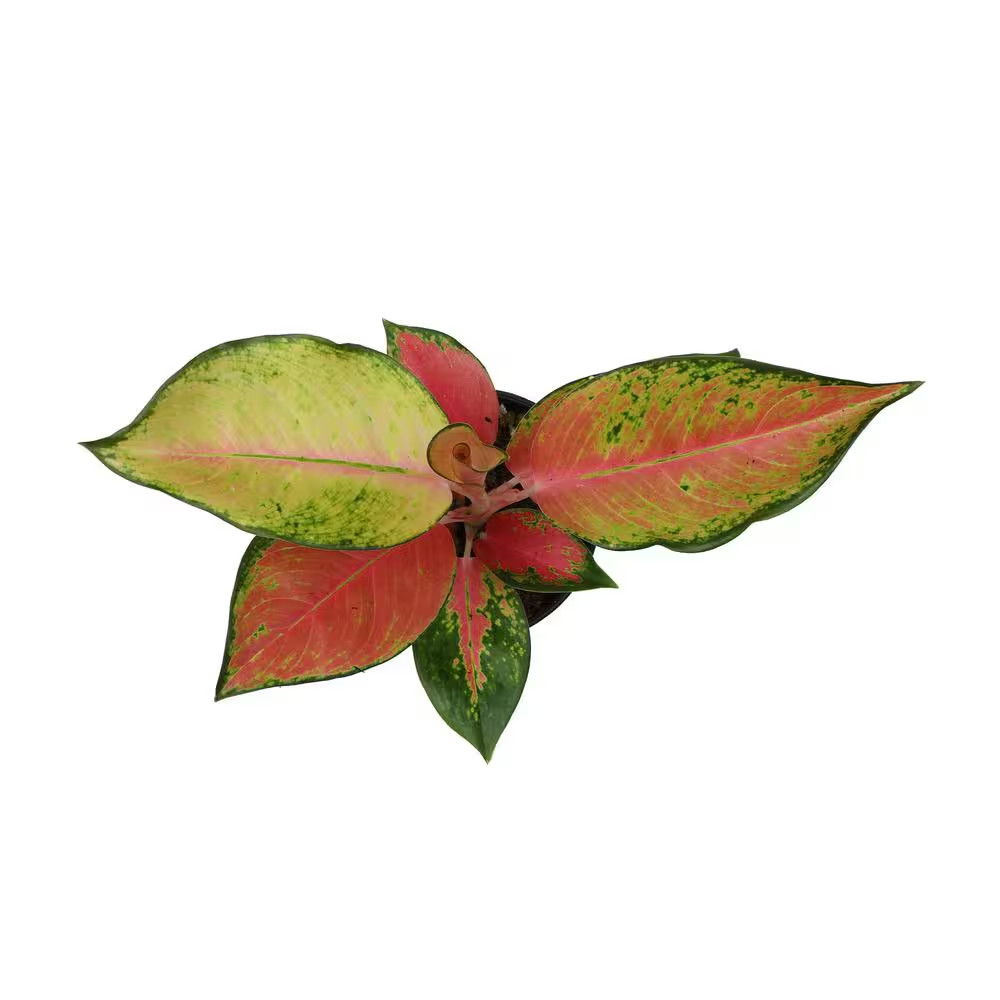 4.25 In. Red Chinese Evergreen Aglaonema China Red Live House Plant in Grower Po
