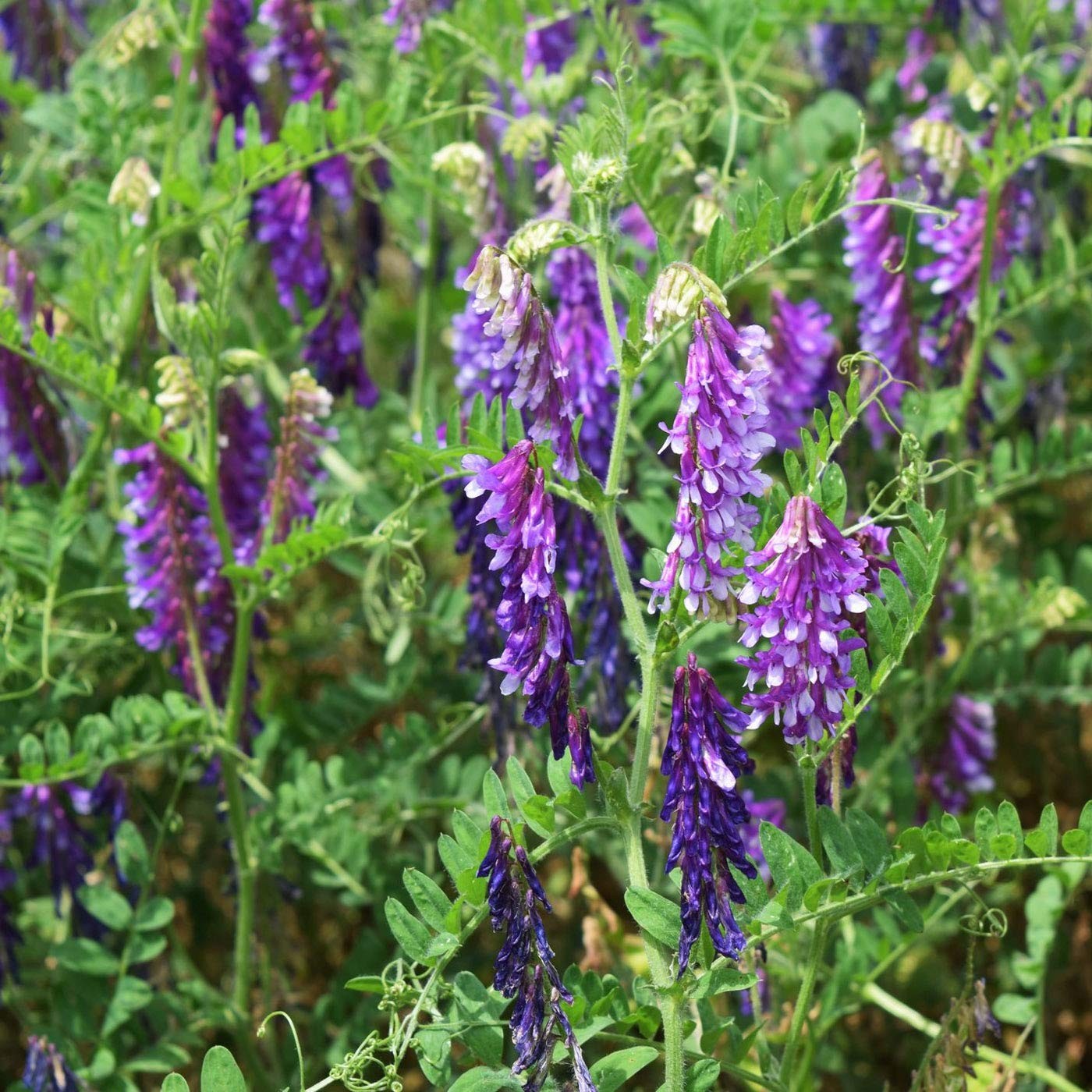 Hairy Vetch Cover Crop Seeds 10 Lbs for Soil Health, Pasture, and Forage