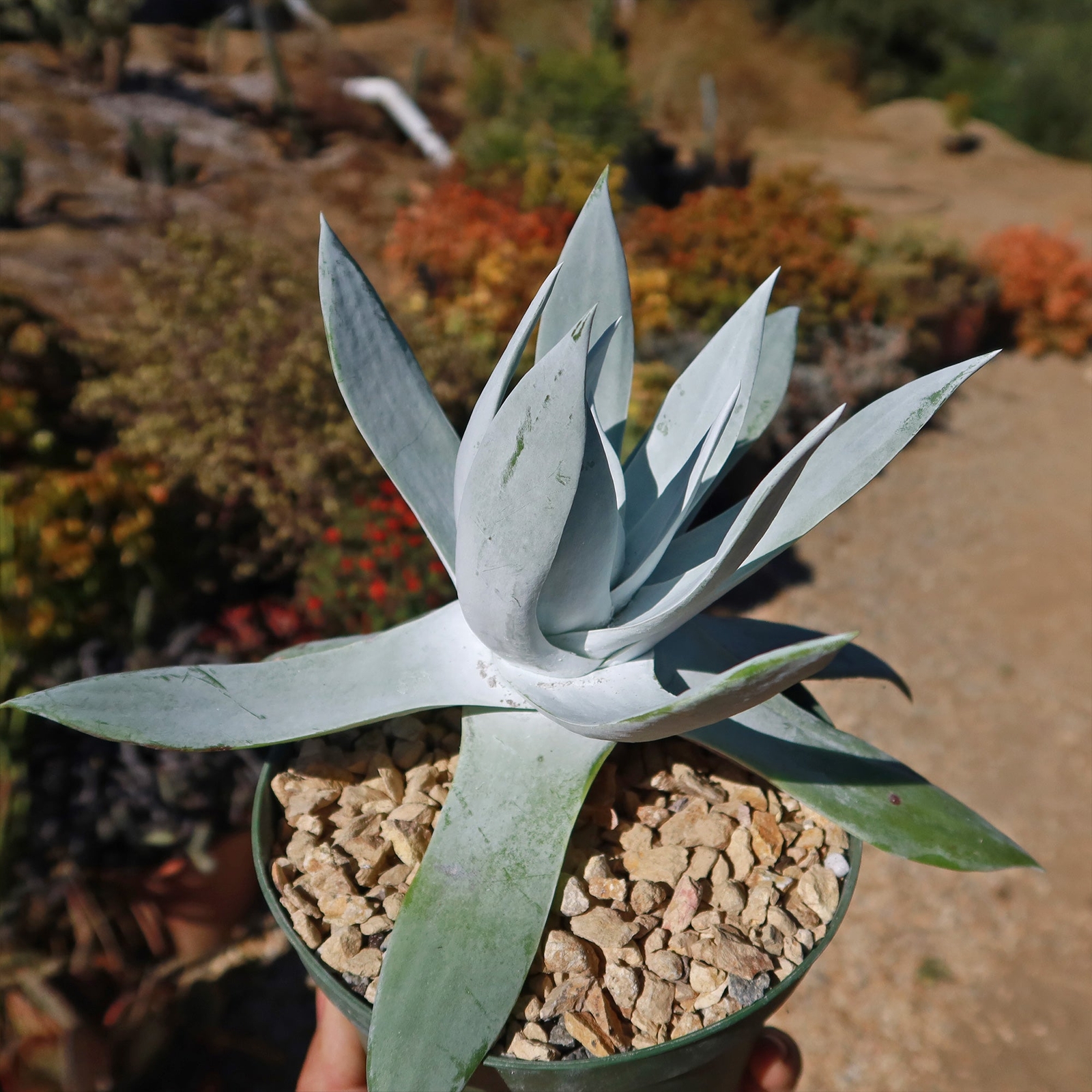 Giant Chalk Dudleya ‘Dudleya brittonii’ cactus Cacti Succulent real live plant