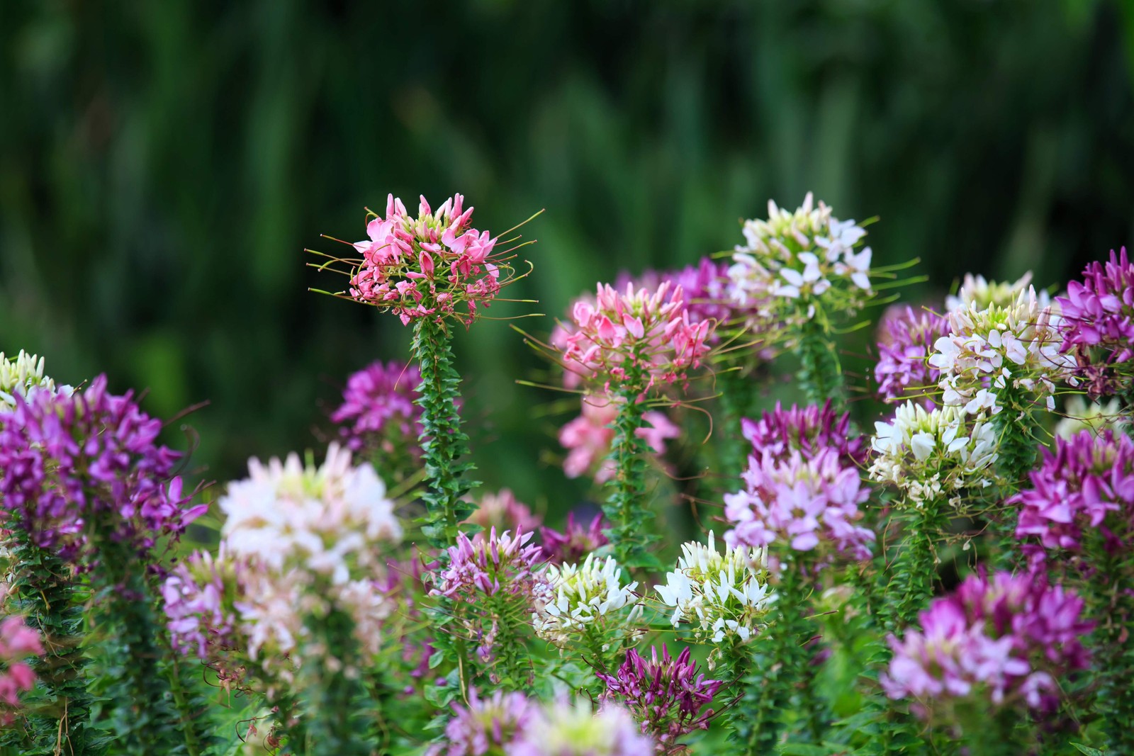 250 MIXED Colors QUEEN CLEOME Hassleriana Spinosa Spider Flower Seeds