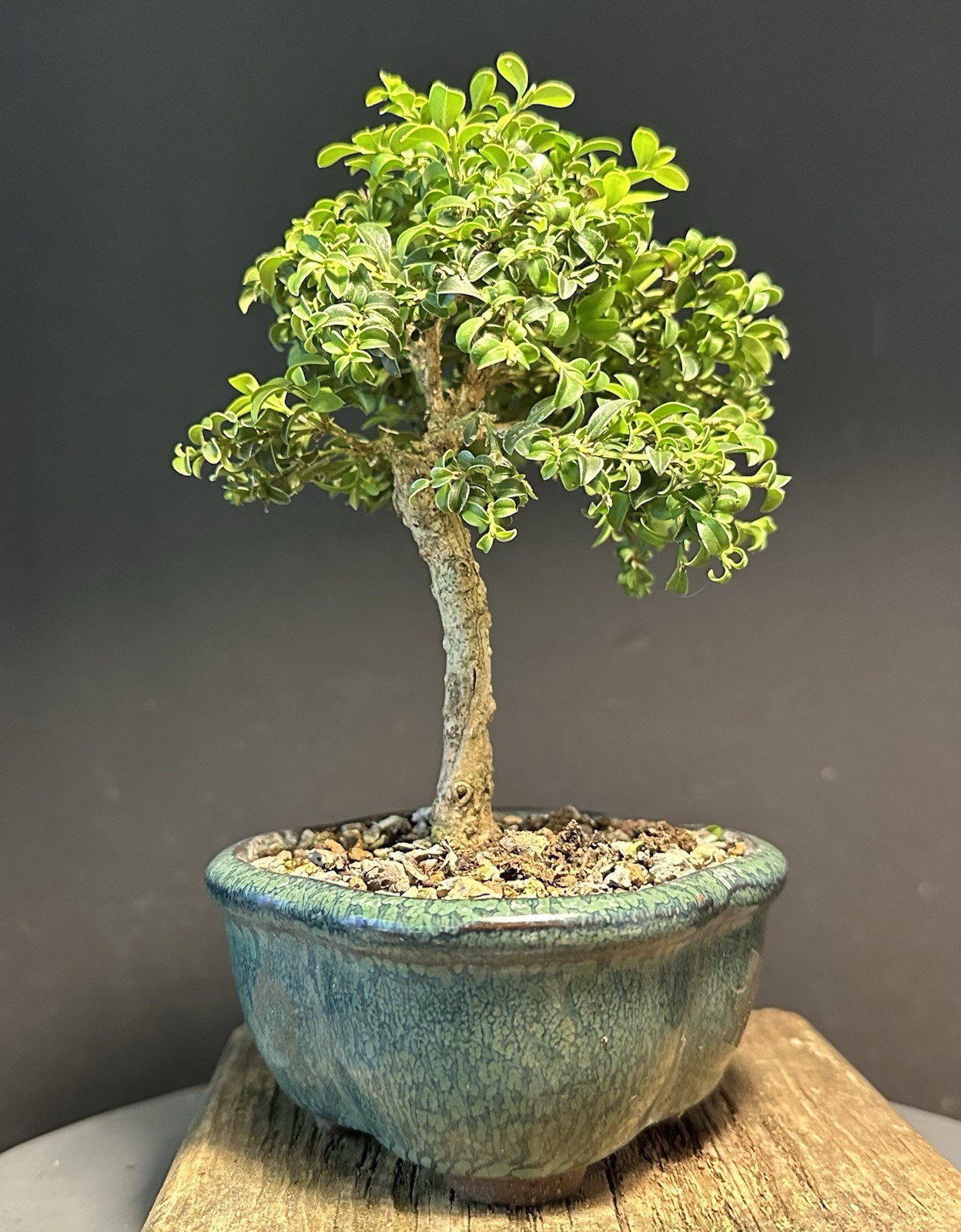 Bonsai Tree Mame Size Kingsville Boxwood 11 Years Old 8” Tall Chinese Pot