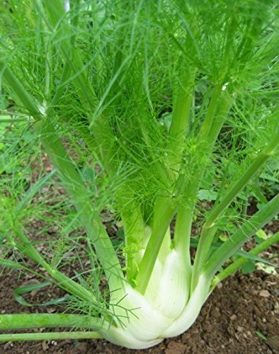 100+Florence Fennel Seeds Microgreen Microherb Garden Fresh USA
