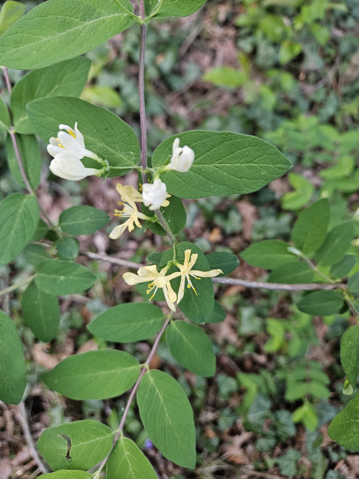 Lonicera fragrantissima WINTER HONEYSUCKLE Bush