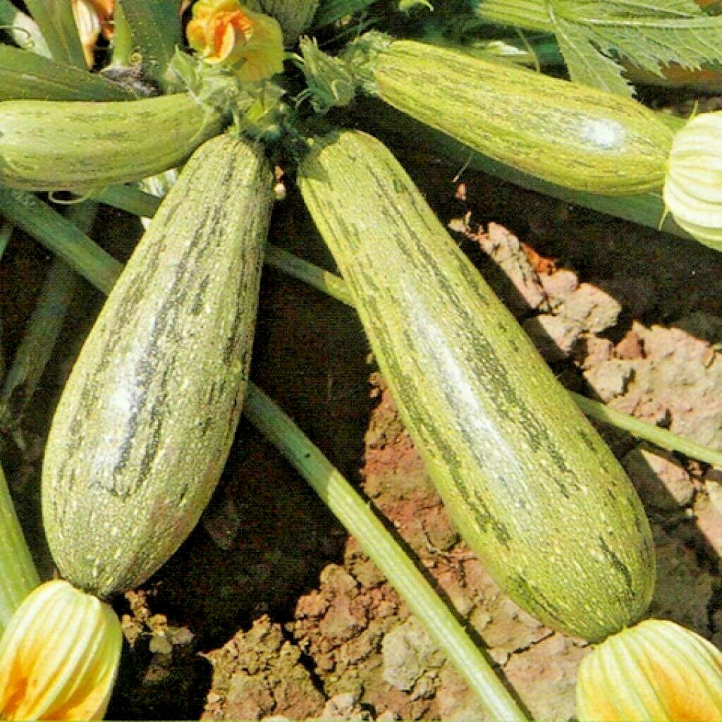 36+COCOZELLE ZUCCHINI Seeds Organic Heirloom Summer Vegetable Garden Container