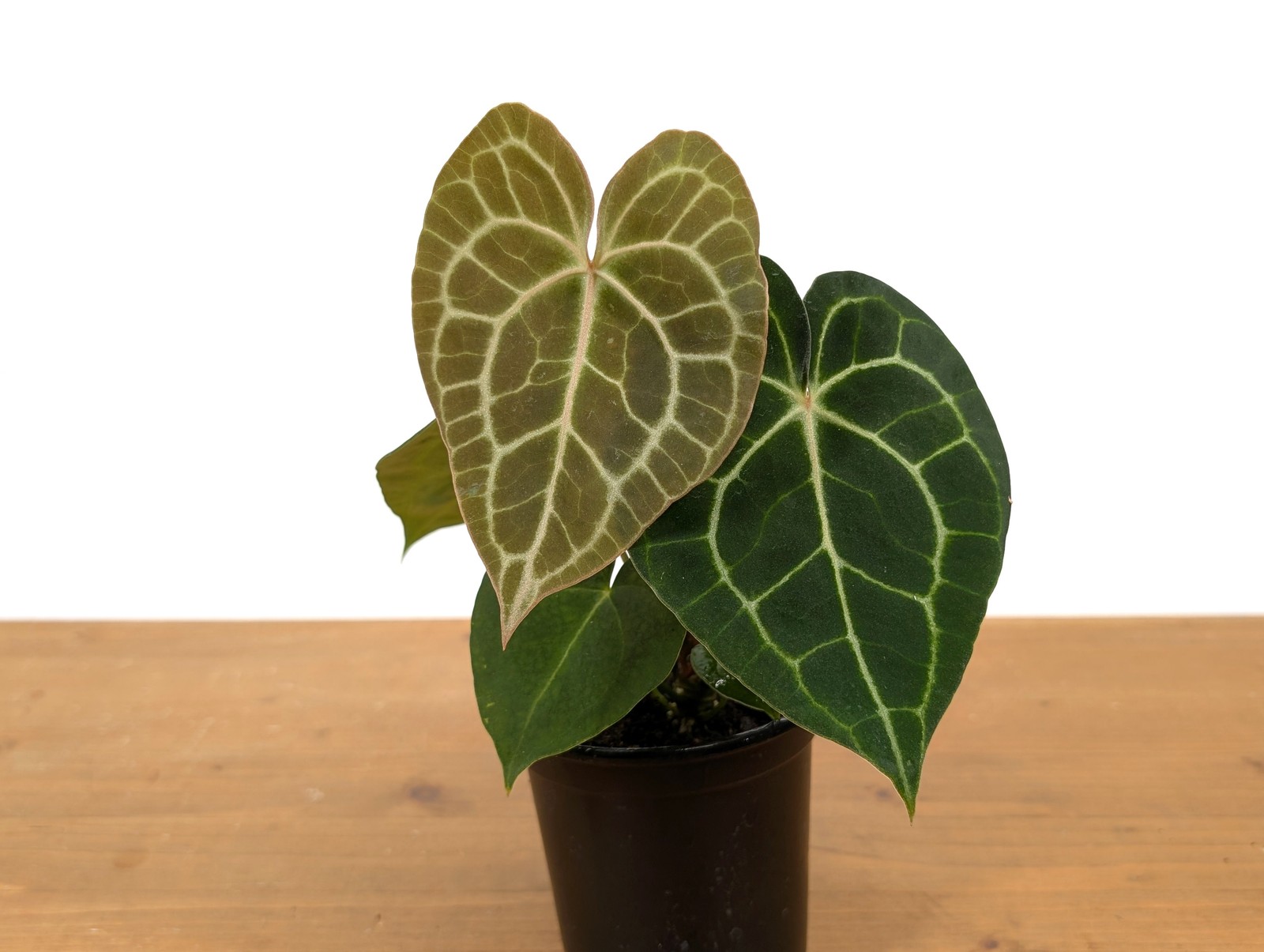 Anthurium Clarinervium – Easy Care Anthurium – Leaves up to 24 inches