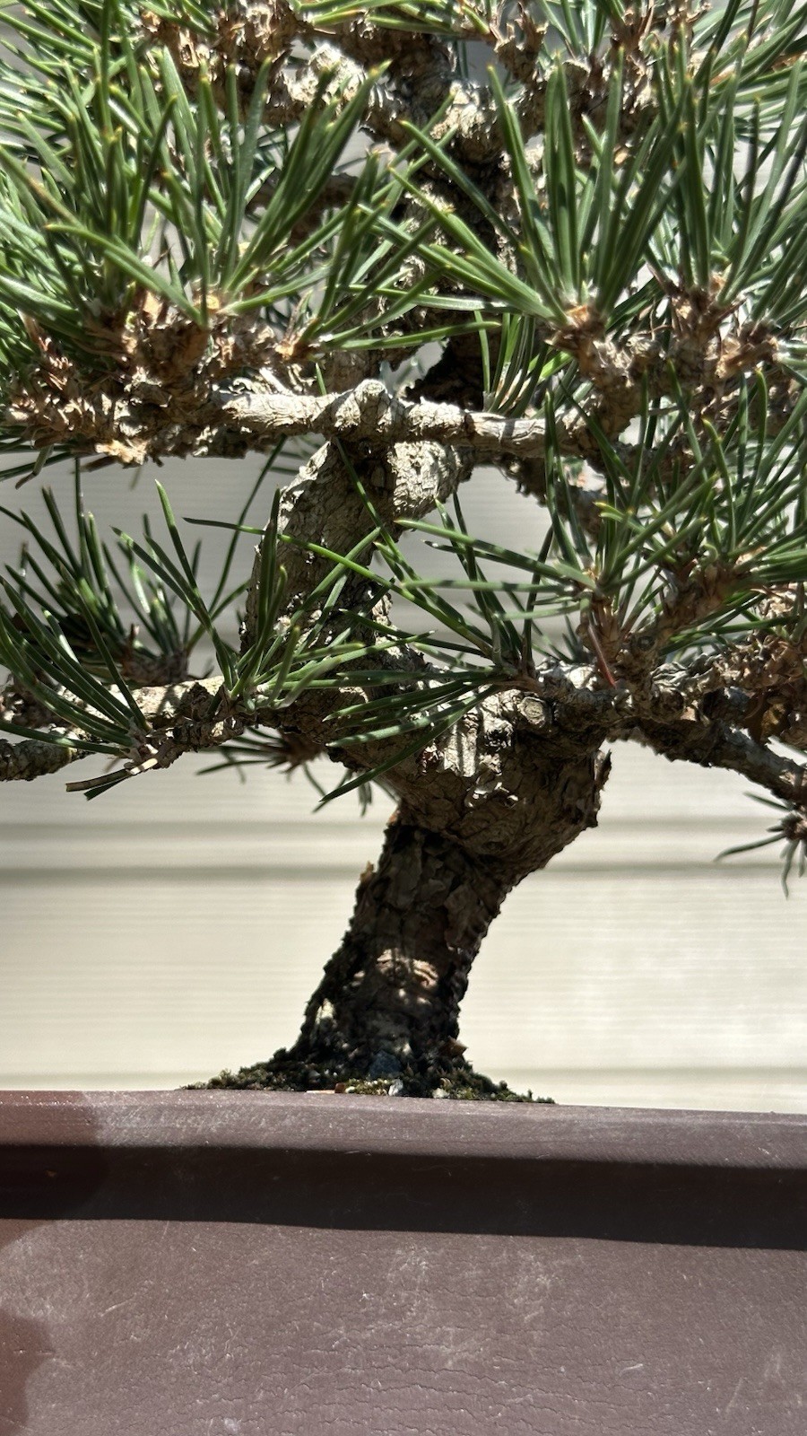 Japanese Shohin black Pine Informal Upright Style, 15 Year Old
