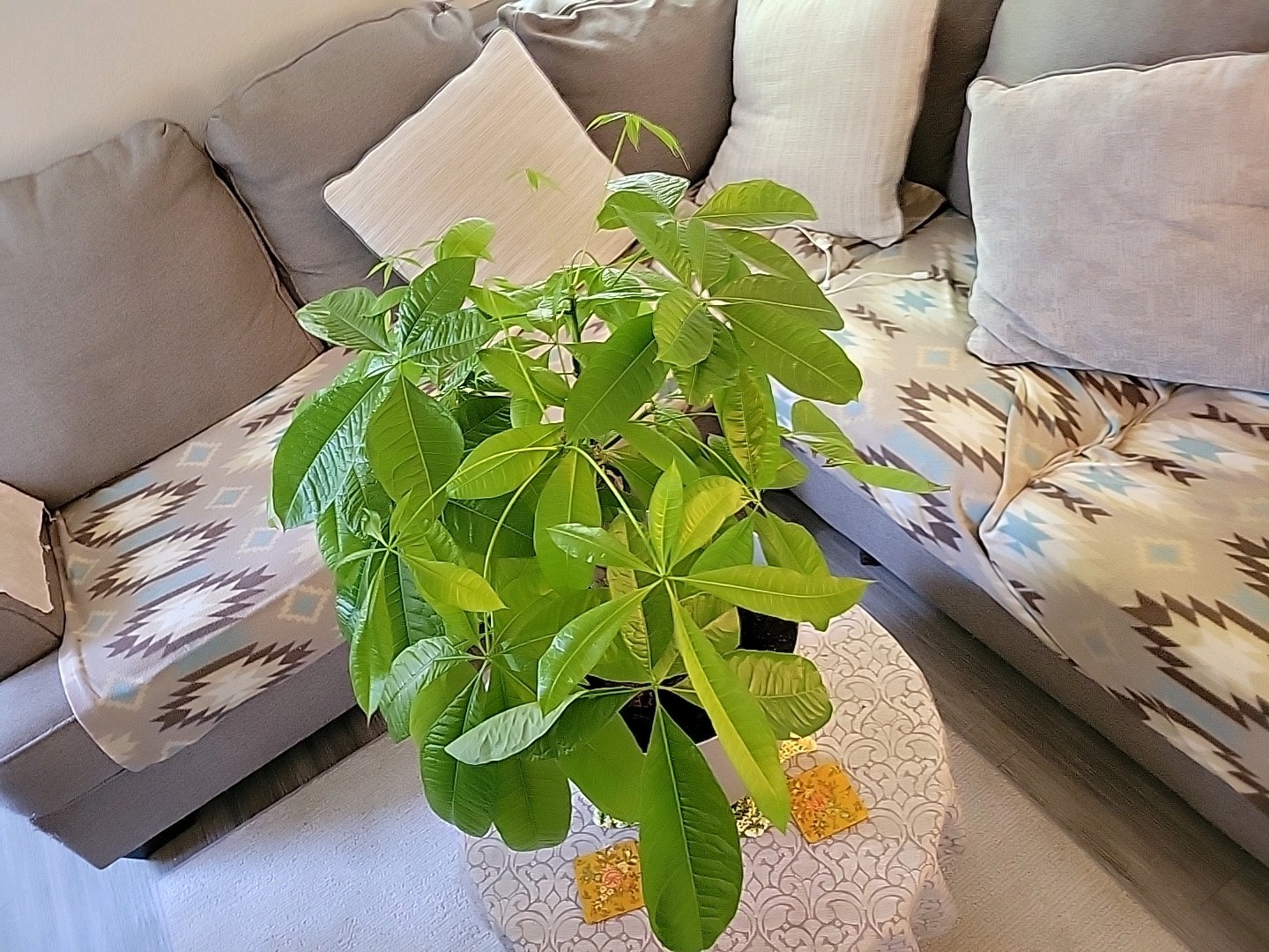 3ft Braided Trunk Money Tree (Pachira aquatica) Potted In Beige Pot