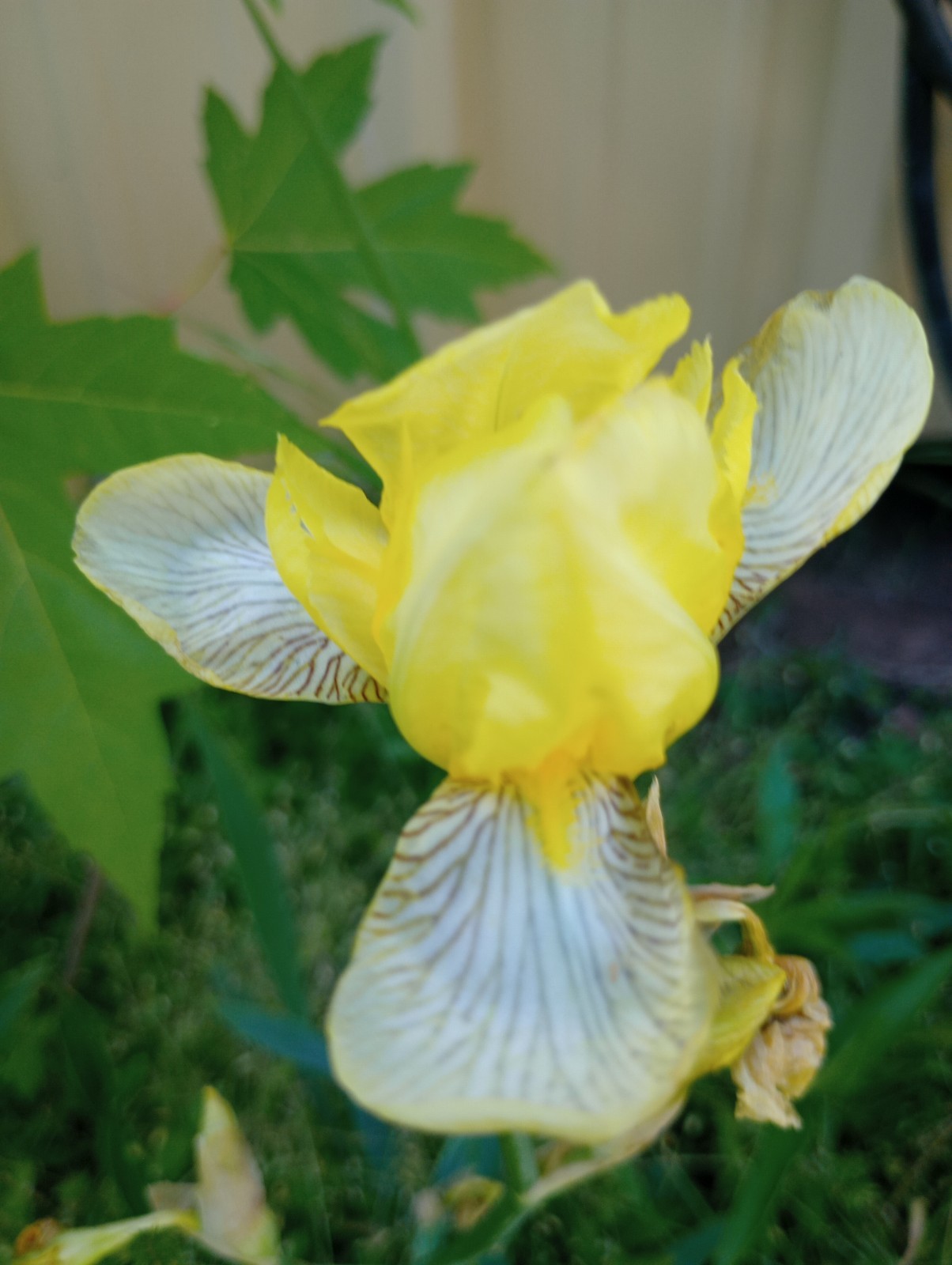 5x MIXED VARIETIES/COLORS BEARDED IRIS Bulbs/Rhizomes FRESH