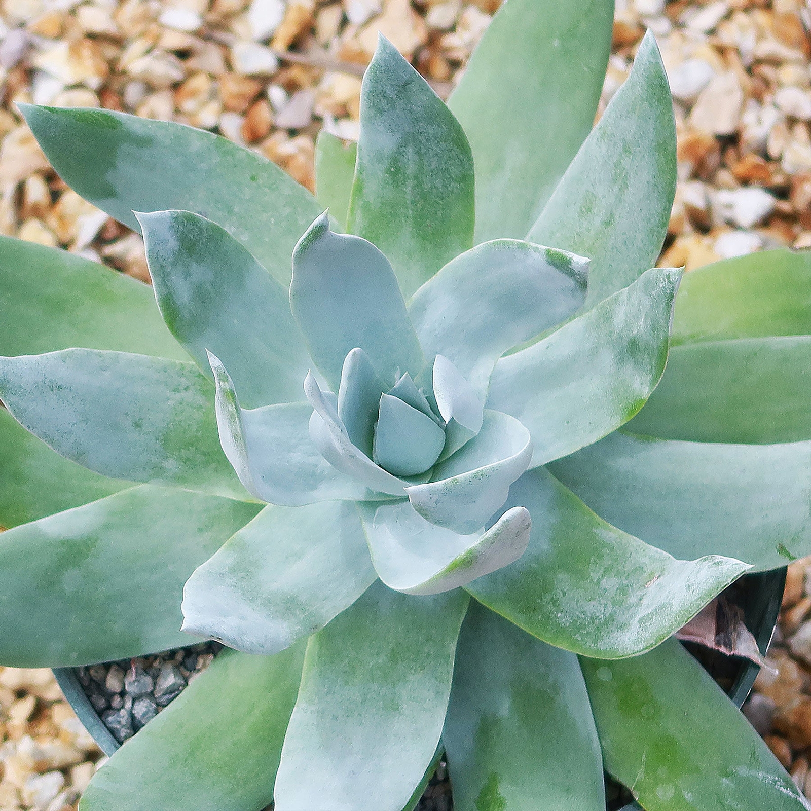 Giant Chalk Dudleya ‘Dudleya brittonii’ cactus Cacti Succulent real live plant