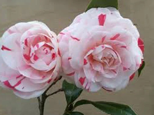 **LA PEPPERMINT**Bicolor Bloom**Camellia Japonica-Live Starter Plant -USA SELLER