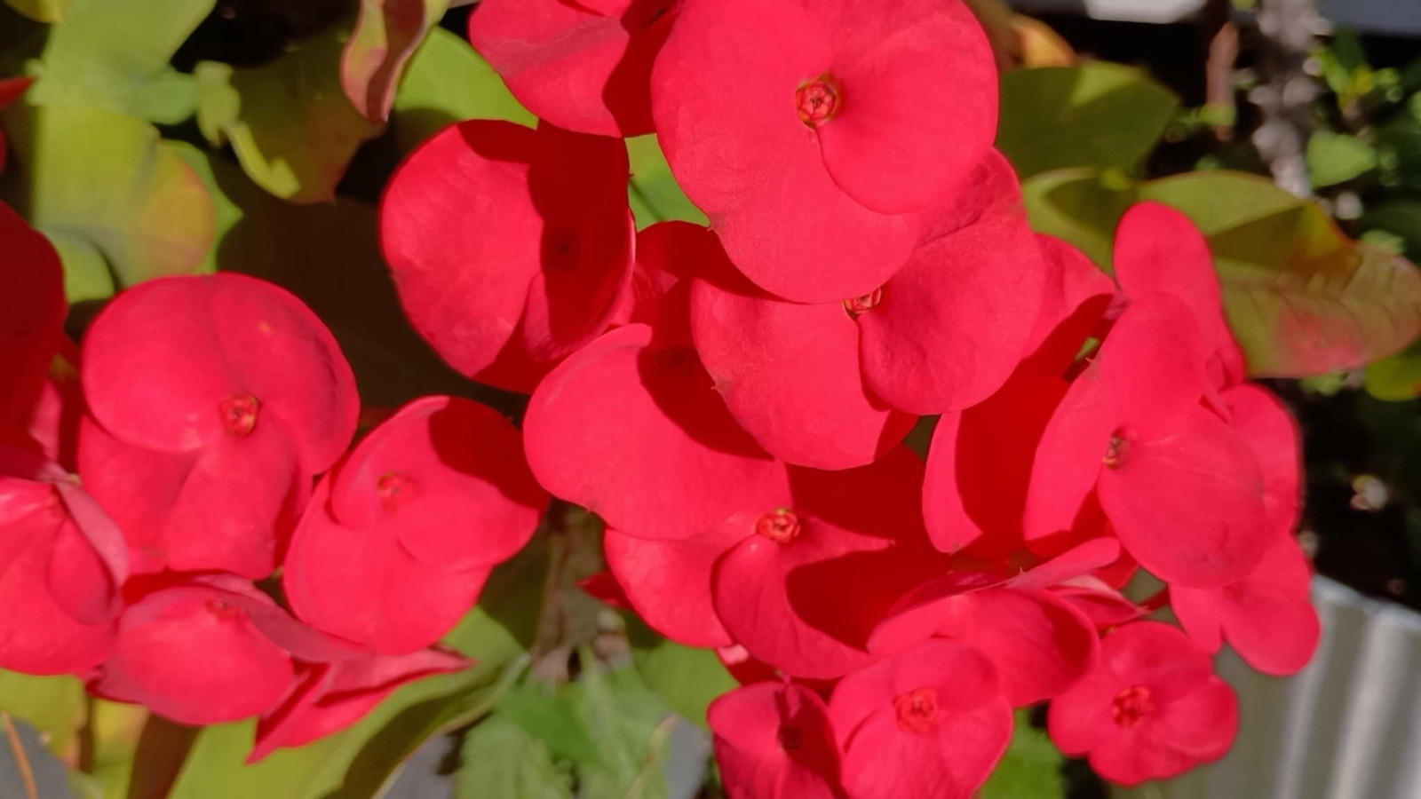 Bright Red Crown Of Thorns Cutting (1 Count)