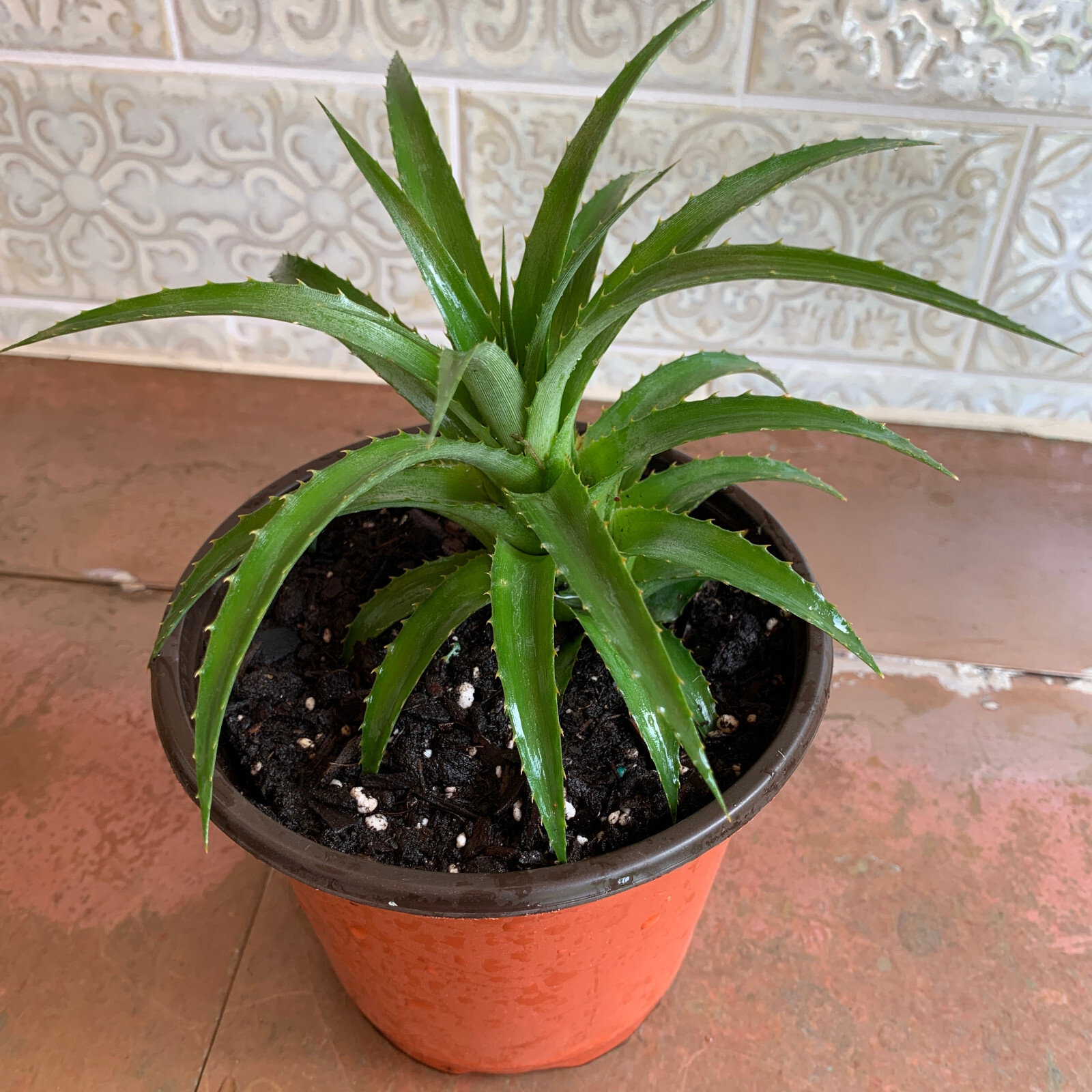 Miniature Ornamental Pineapple – FREE SHIPPING – Ananas Nanus – 6″-8″