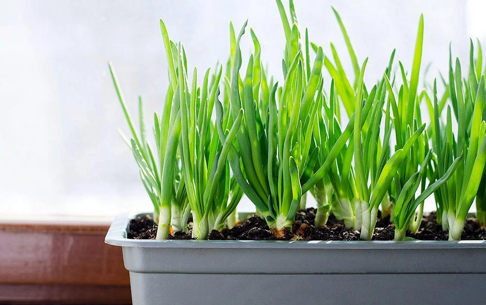 Tokyo Long White Scallion Seeds | Perennial Spring Green Onion Seed 2024