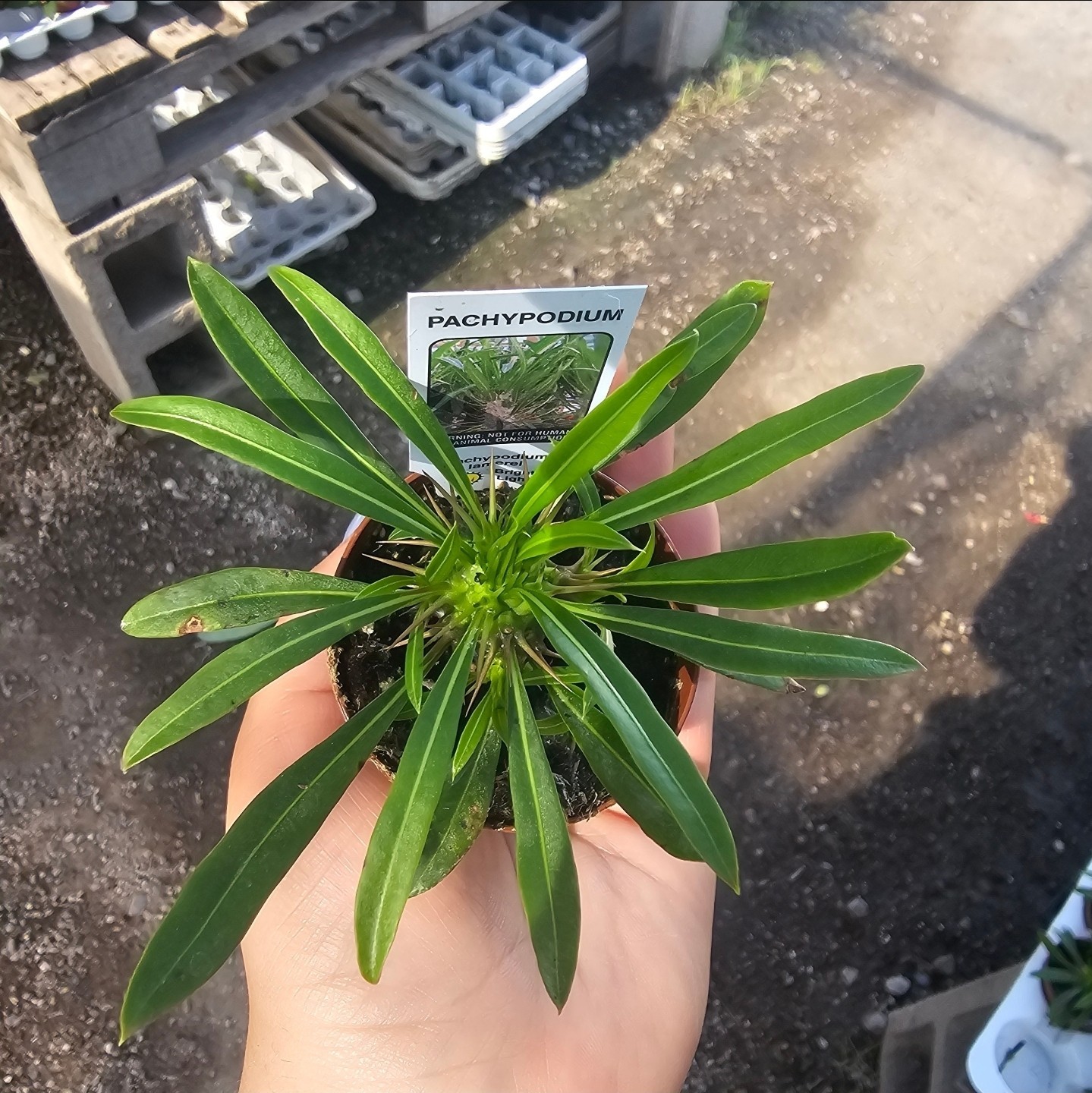 Madagascar Palm | Pachypodium lamerei | 2in pot