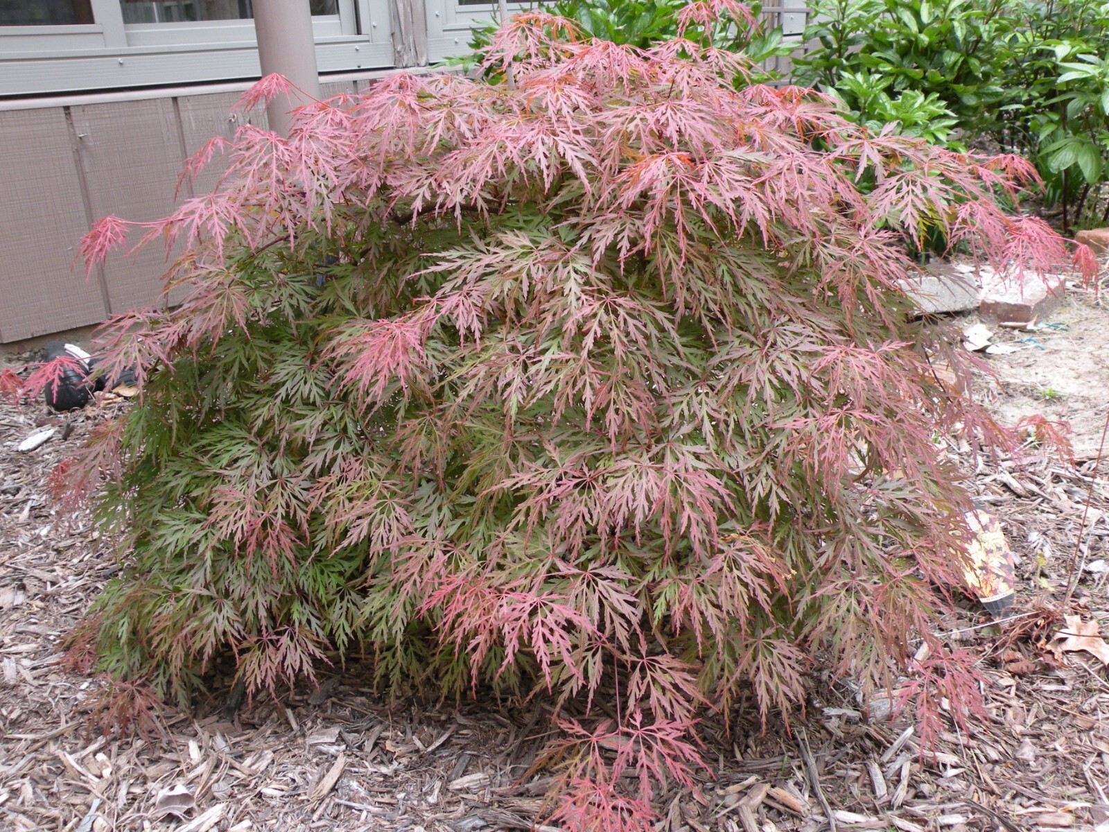 Orangeola Weeping Laceleaf Japanese Maple Tree – Live Plant – ( 2.5 QT )