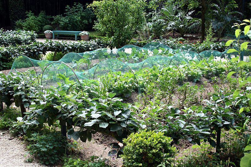 47,000+ Preppers Vegetable Survival Garden Seed Cache “101 Varieties With Herbs1