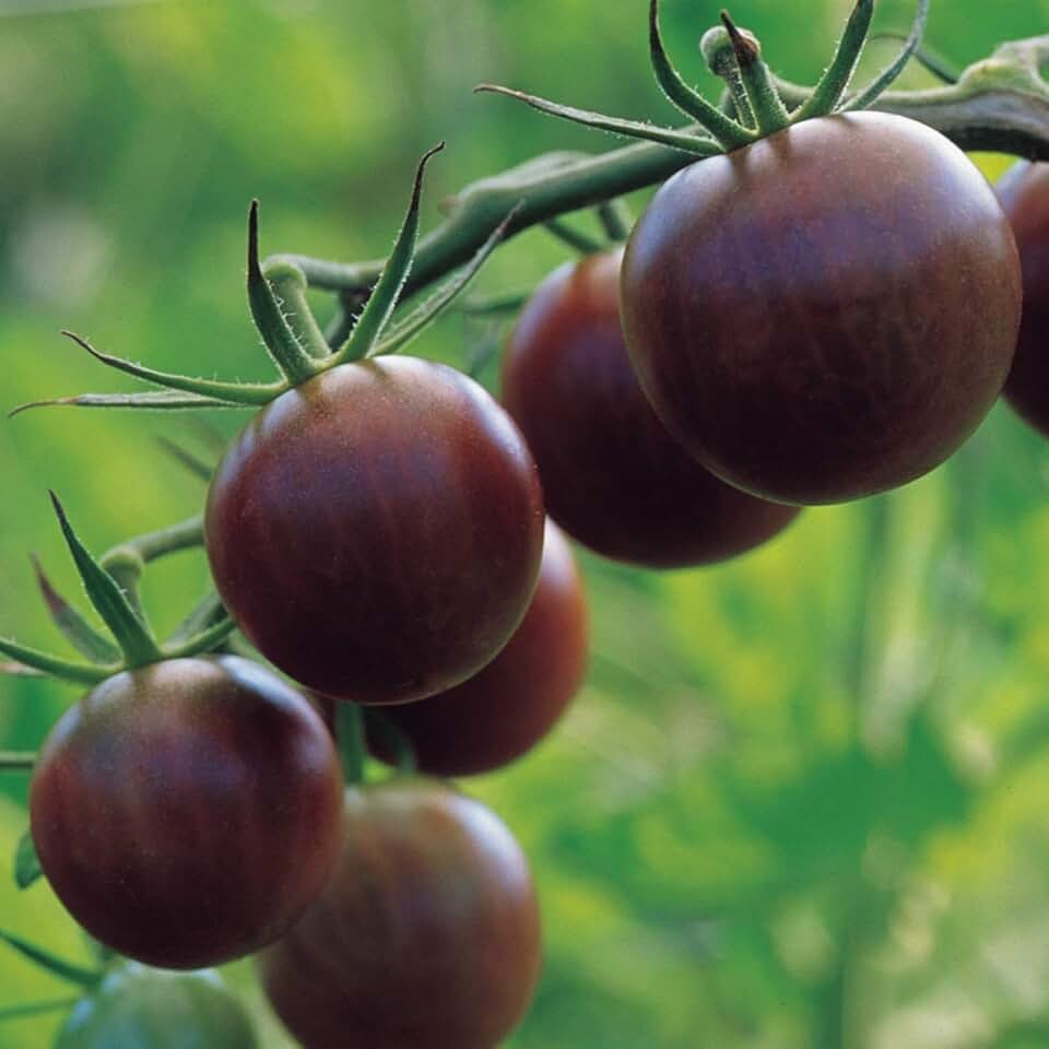 Ultimate Dark Heirloom Tomato Seed Combo – 8 Purple & Black Varieties 50ct Each