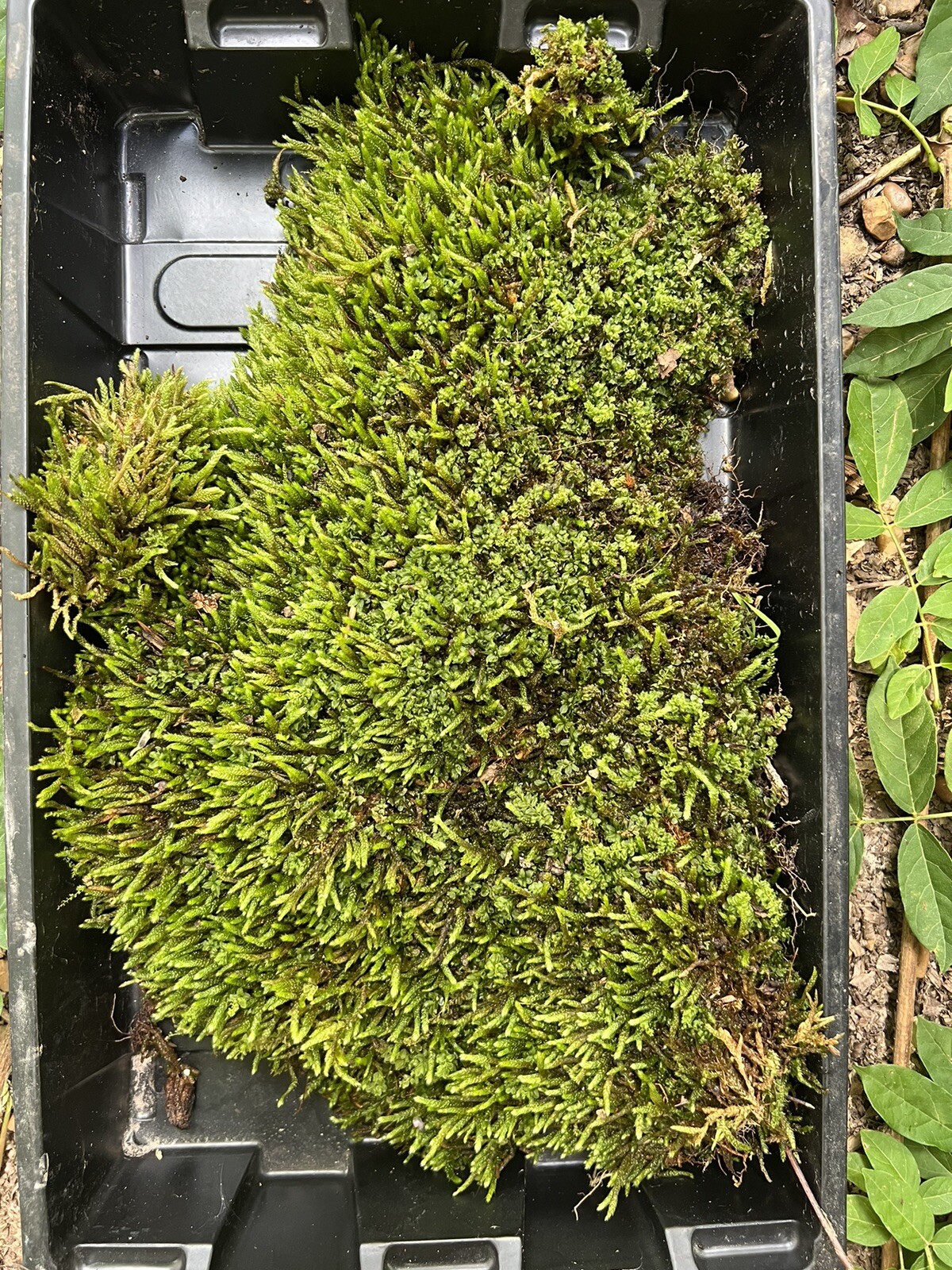 Live Fresh Moss- One Gallon Bag-Uses Bonsai, Terrarium, Vivarium, Fairy Garden