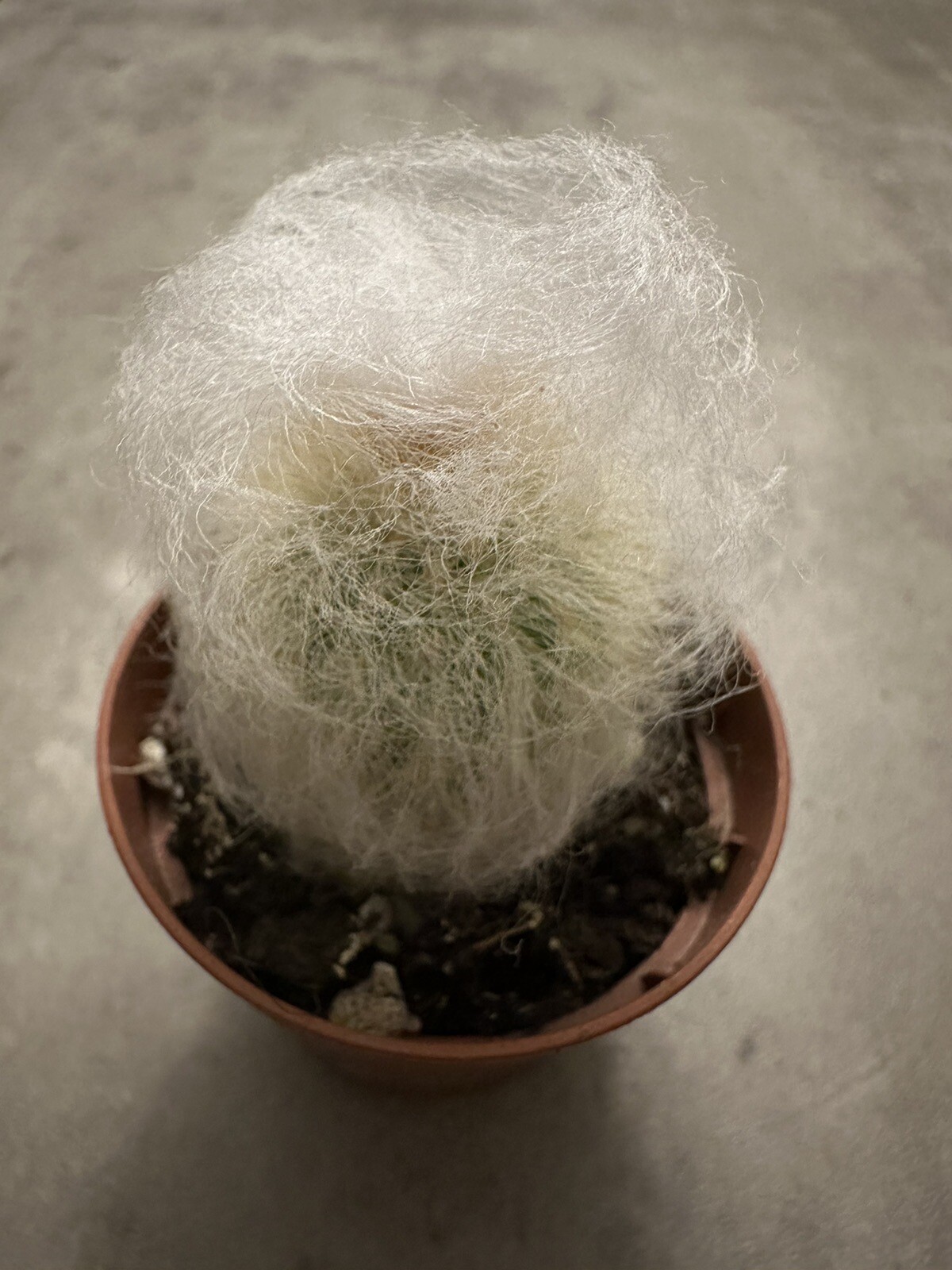 🌵🌵🌵Cactus Plant 2-3 Inches, Soft White Thorn Cactus 🇺🇸USA Seller