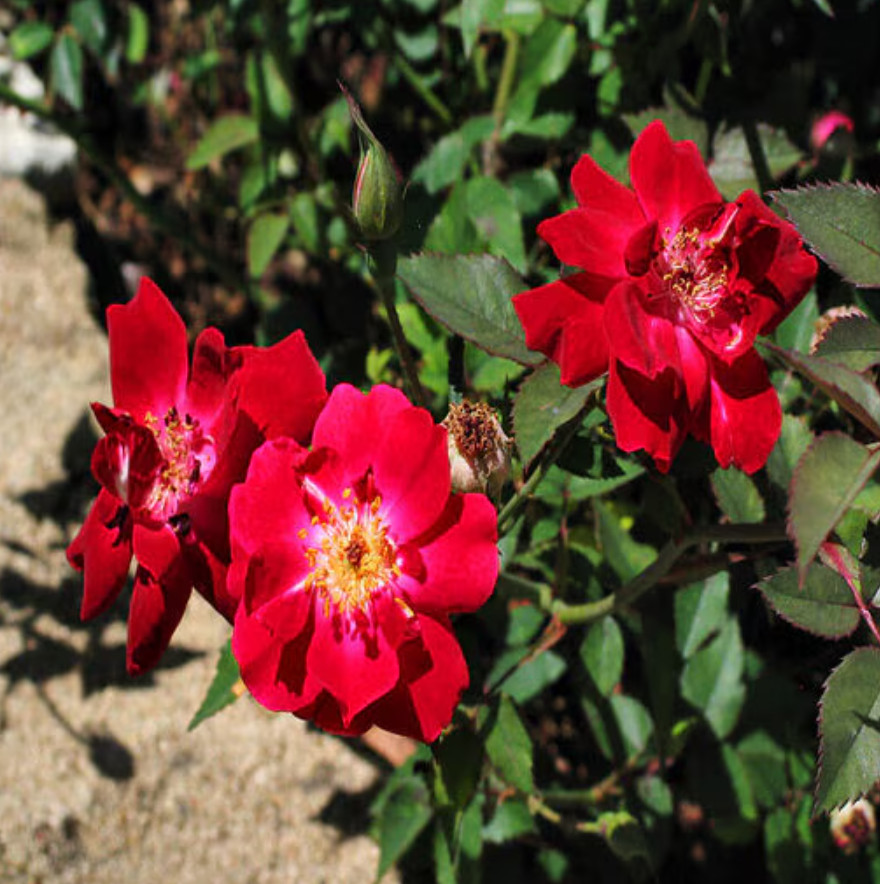 Martha Gonzales Rose Live Plant, 1 Gal, Fully Rooted Semi-Evergreen Rose Shrub
