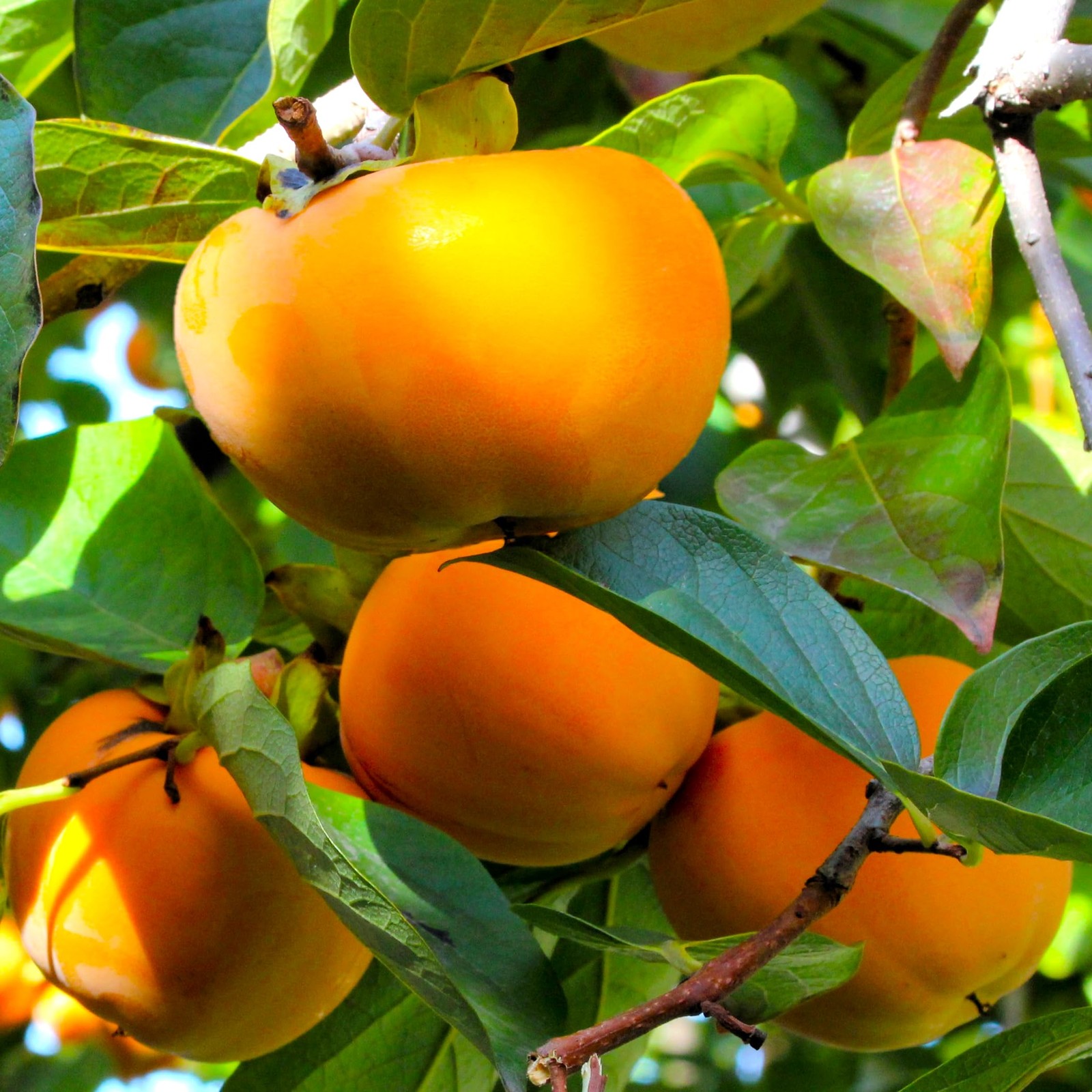 – Japanese Persimmon Tree Seeds – 10+ Count – for 2026 Planting Diospyros Kak…