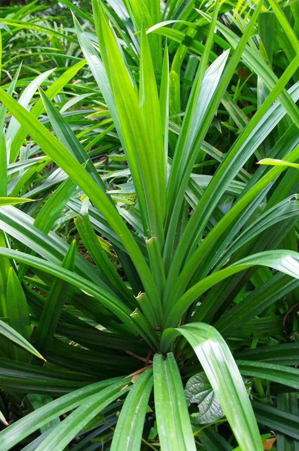 Pandan Plant – 4 Live Starter Plants in 2 Inch Pots – Pandanus Amaryllifolius