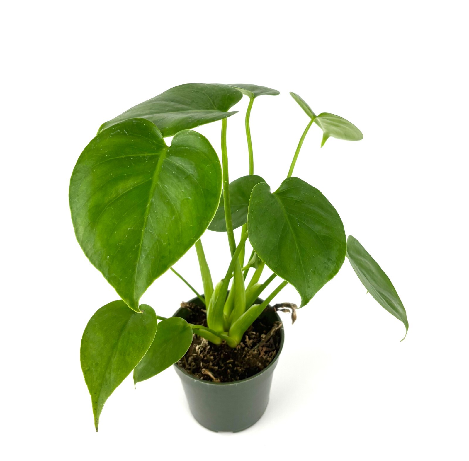 Monstera Deliciosa 12″ Tall Easy Air Purifying Houseplant, 4” Pot