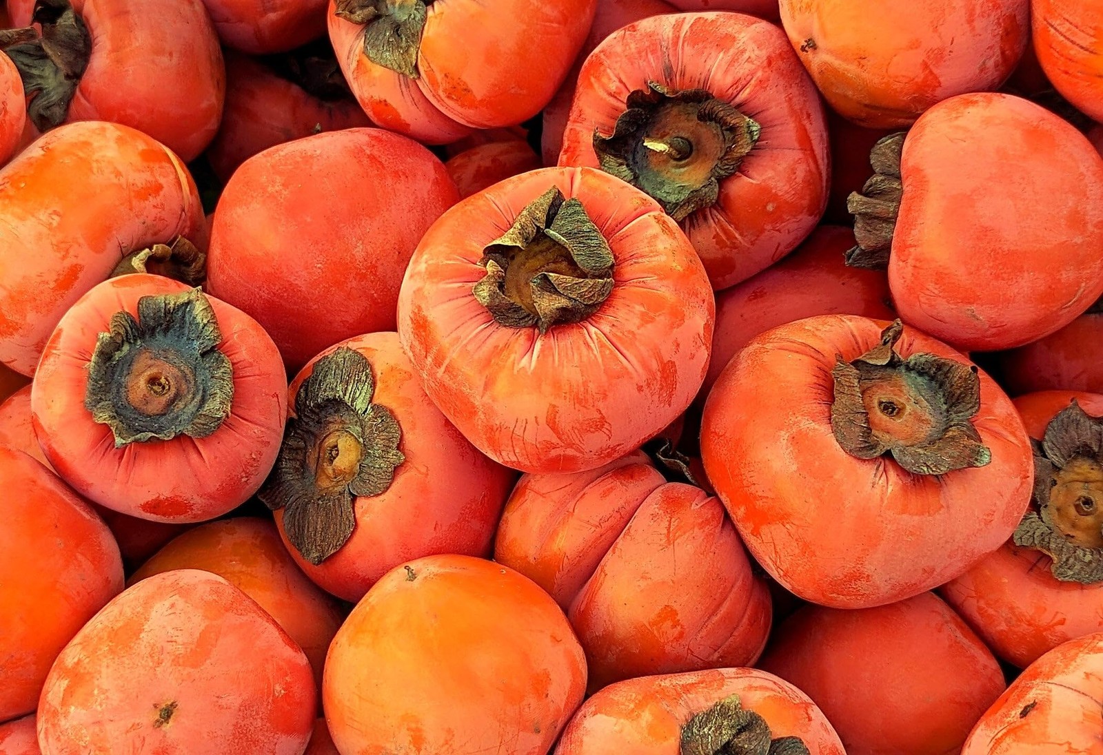 – Japanese Persimmon Tree Seeds – 10+ Count – for 2026 Planting Diospyros Kak…
