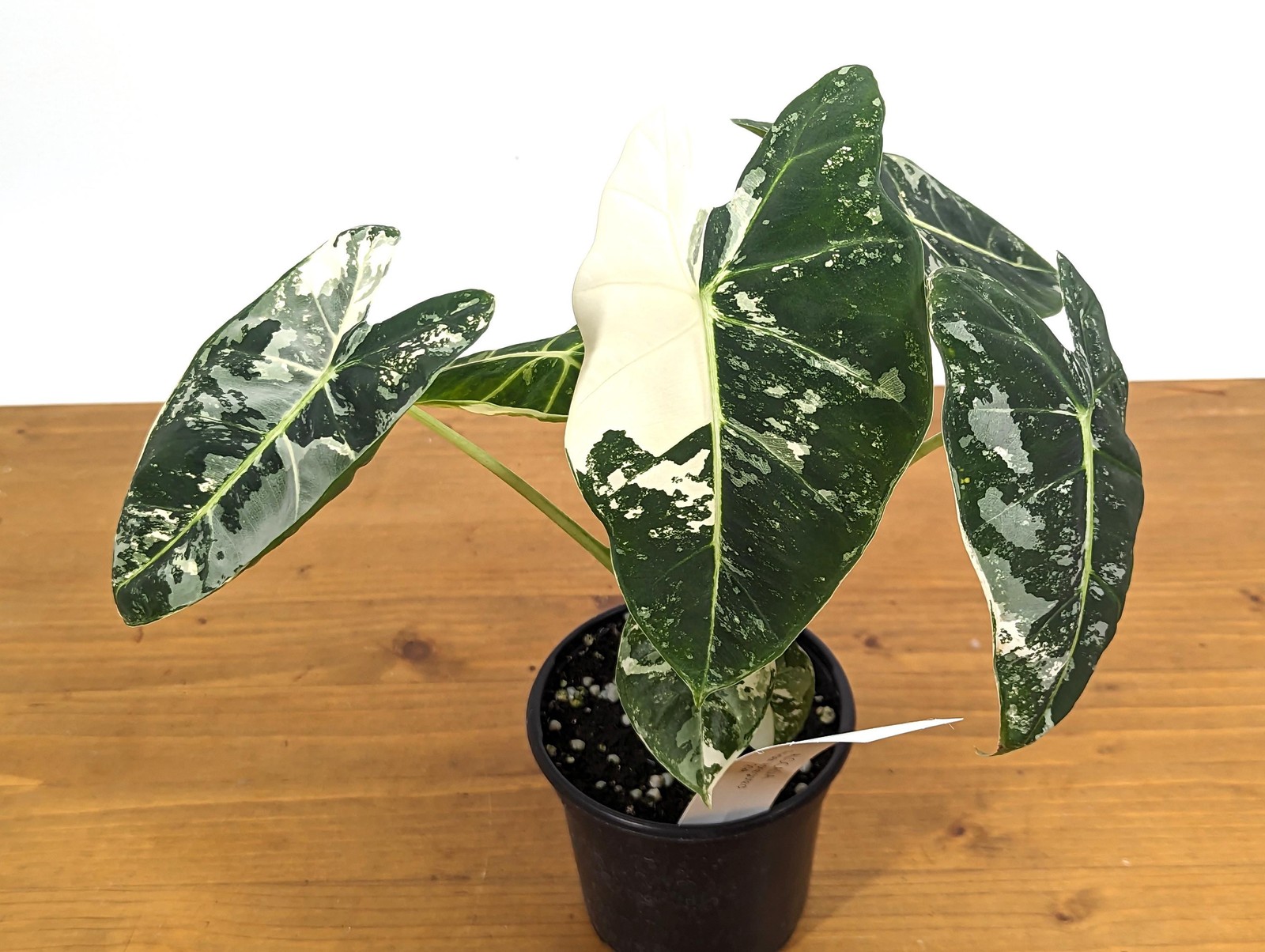 Alocasia Frydek Variegated – Assorted 4 Inch Pots