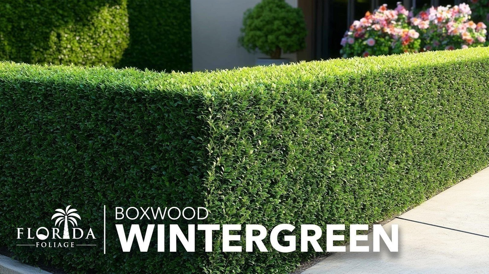 Winter Green Korean Boxwood – Live Plants – Buxus Microphylla – Fast Growing…