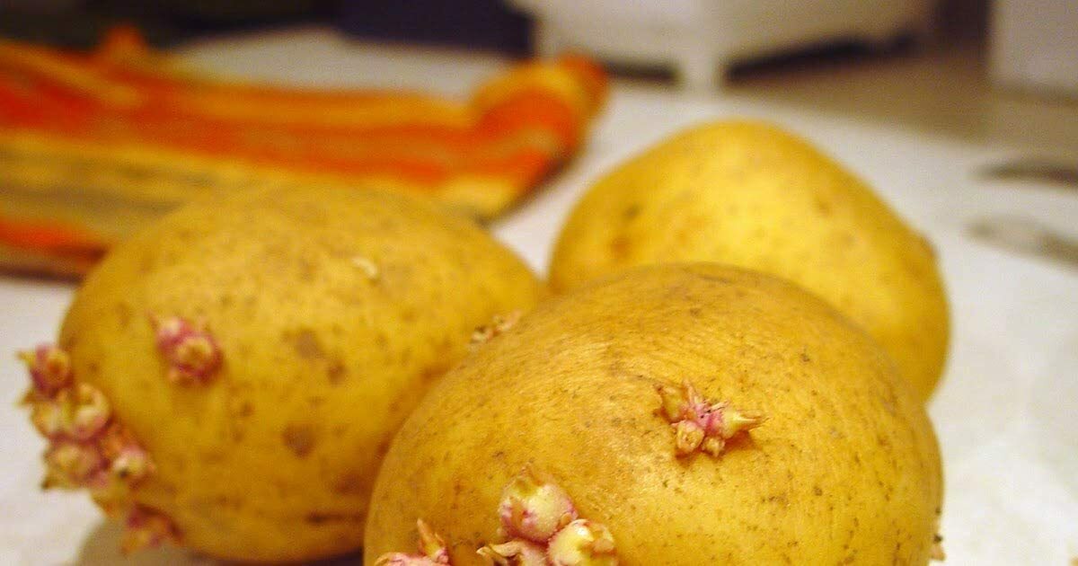 Simply Seed – 3 LBS – German Butterball – Potato Seed – Non GMO – Natural Grown