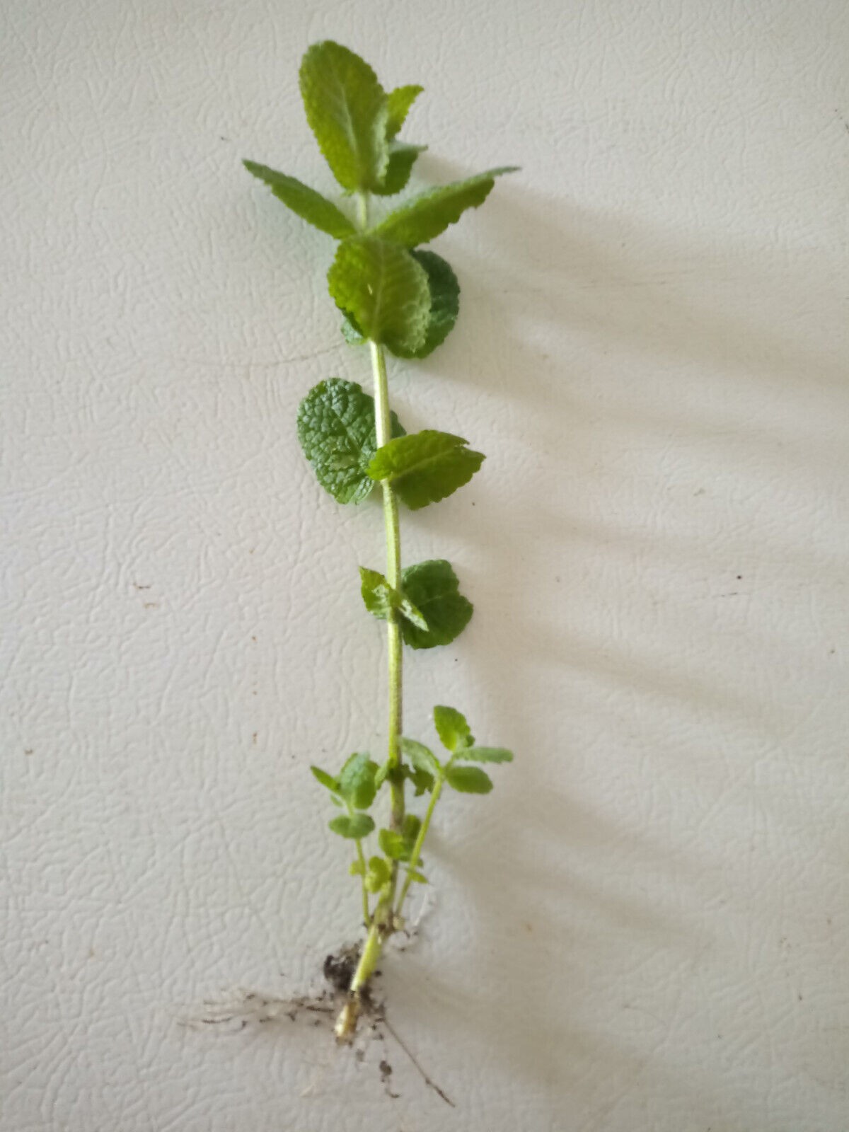 15 Apple Mint/Wooly Mint Plant (Mentha suaveolens) Rooted Cuttings
