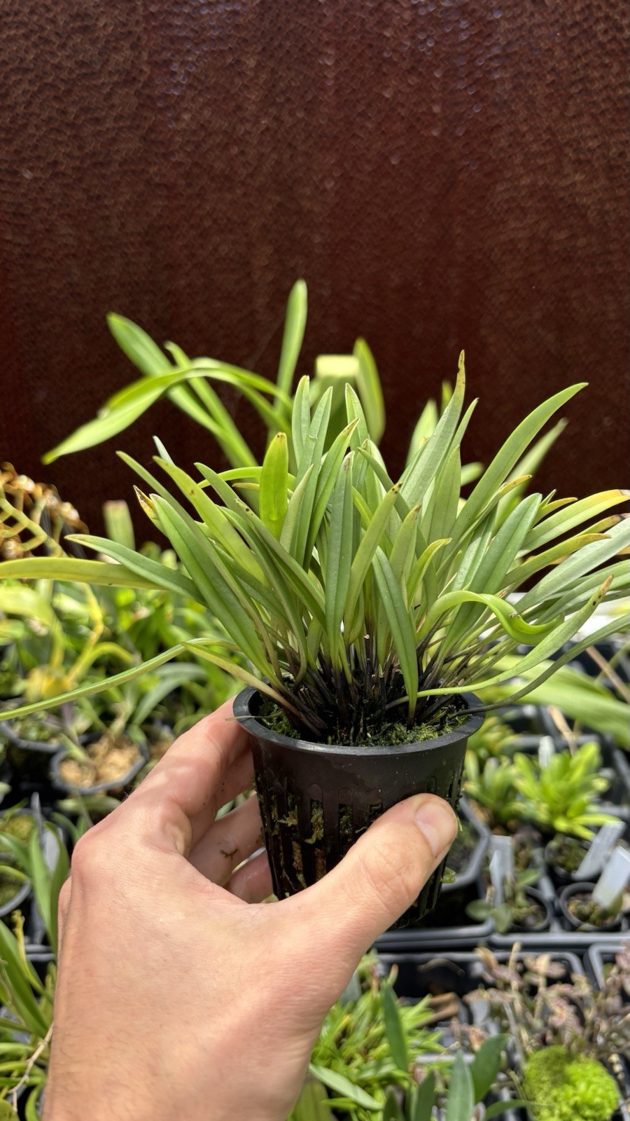 Masdevallia aff. lamprotyria XXL Fragrant Miniature Orchid Species