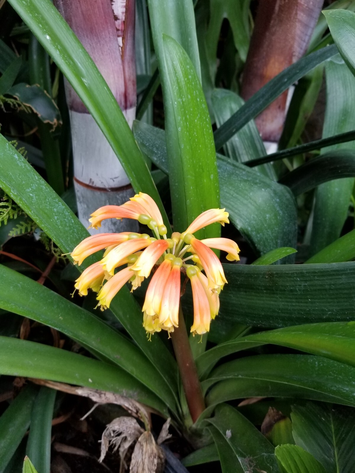 6 Mixed Clivia 3 leaf seedlings