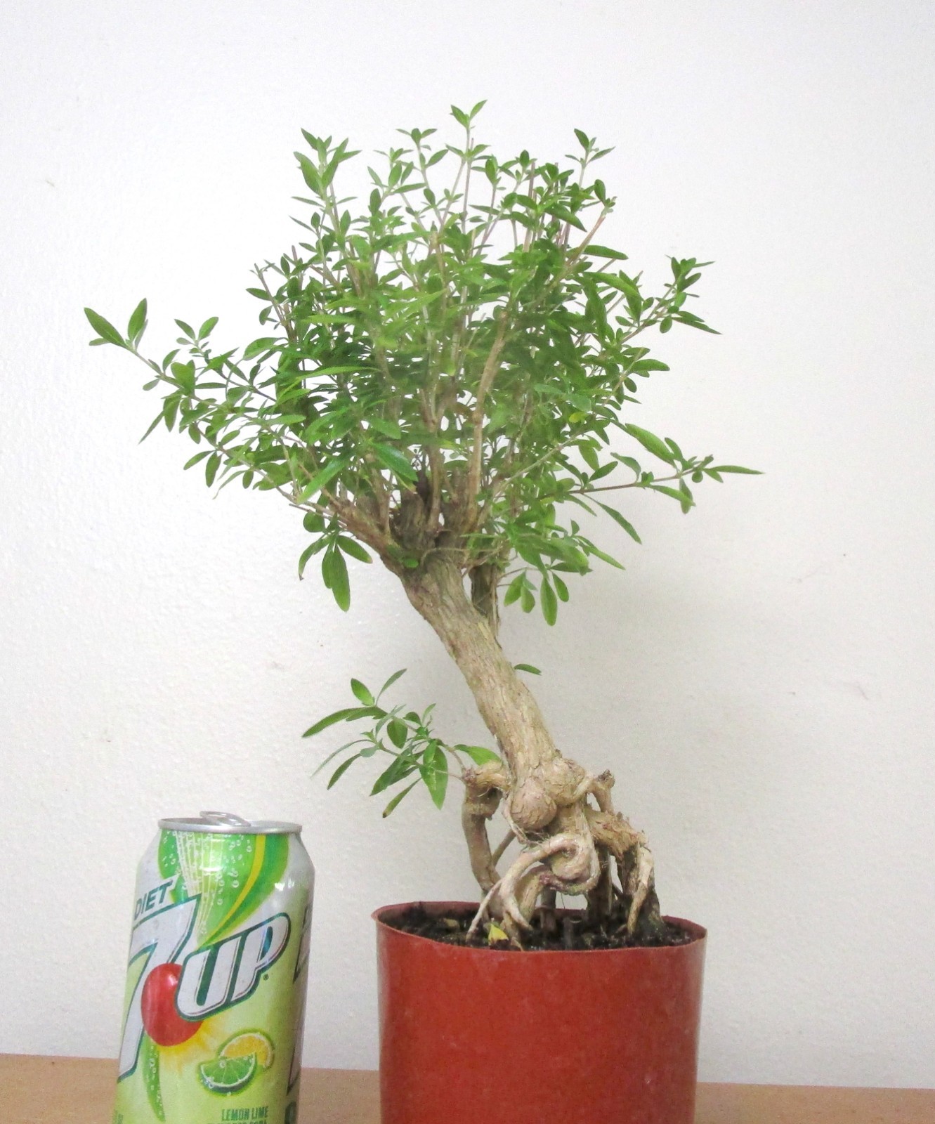 Flowering Serissa for mame shohin bonsai tree exposed roots thick trunk