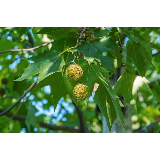 American Sycamore (Platanus occidentalis), 20-100 seeds