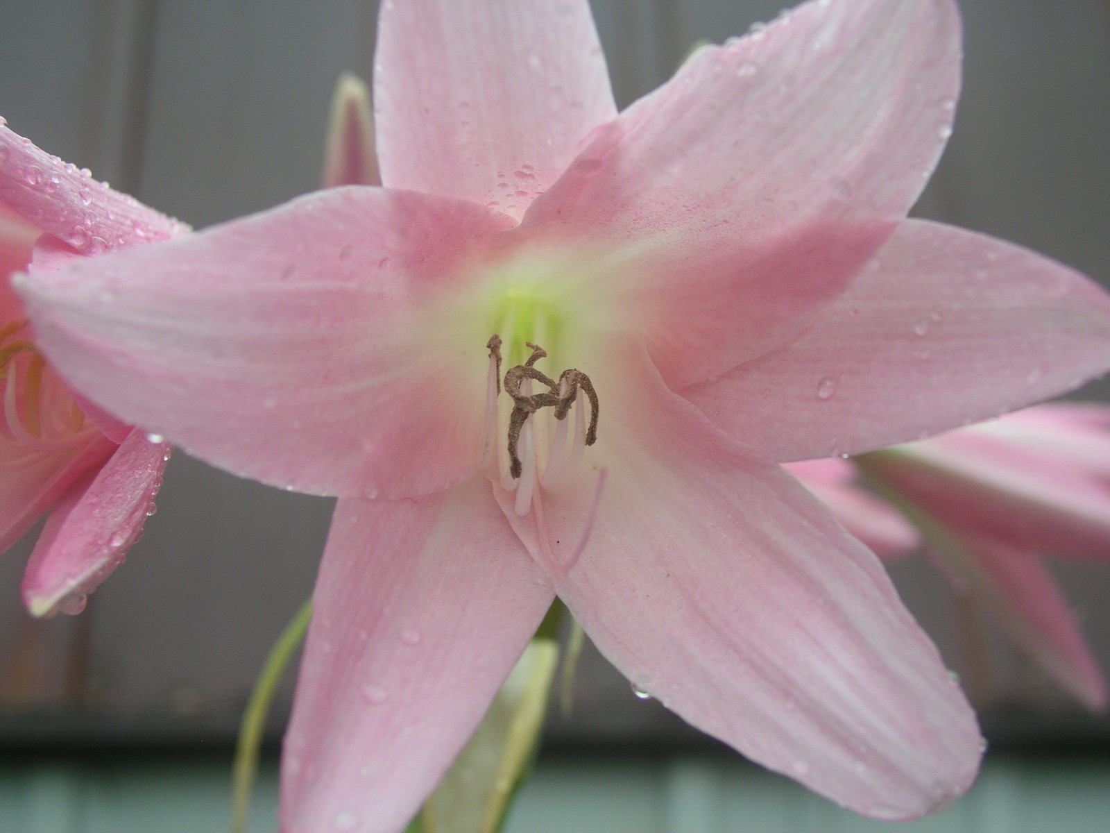 Crinum Lily, Pink Trumpet, large, blooming-size bulb, NEW