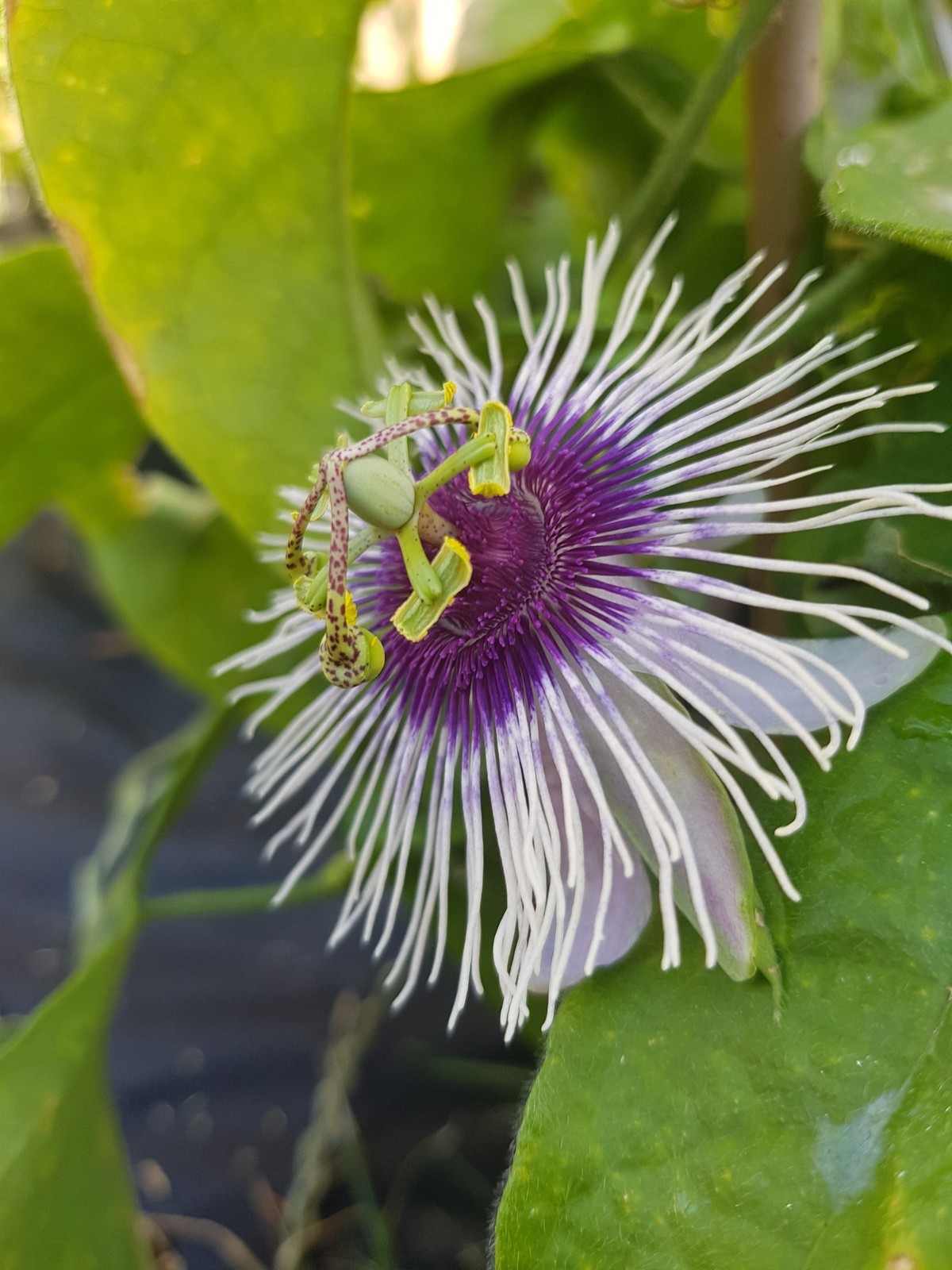 Passiflora “Bounty” – COLD HARDY Passion Fruit Plant – Live Plant
