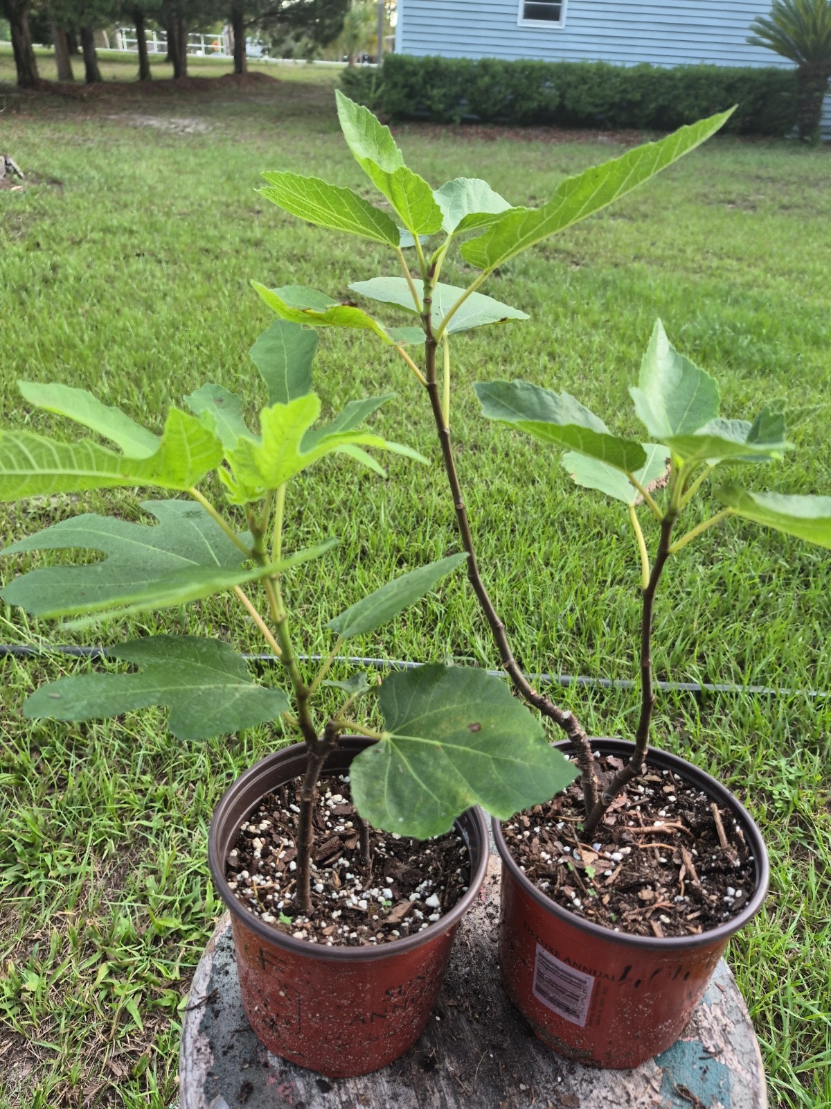 Fig Tree Little Miss Figgy