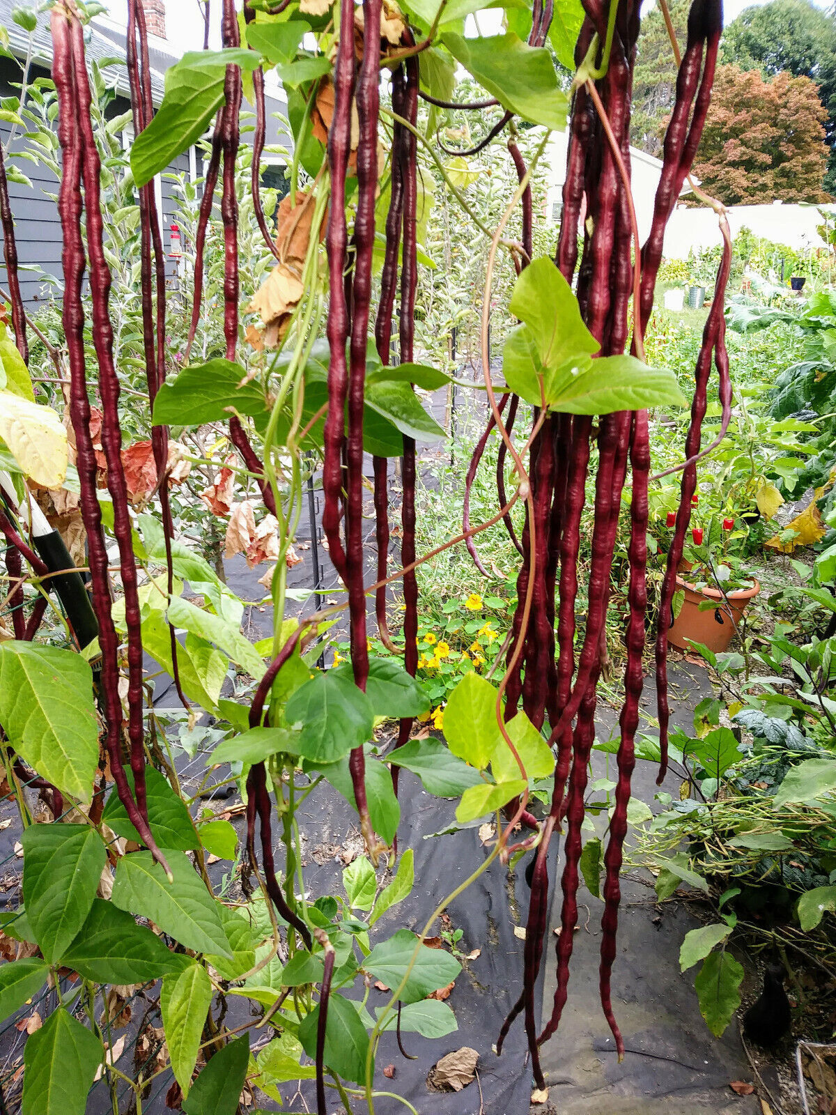 Red Yard Long Bean Seeds, NON-GMO, Chinese Red Noodle, Extra Long, FREE SHIPPING