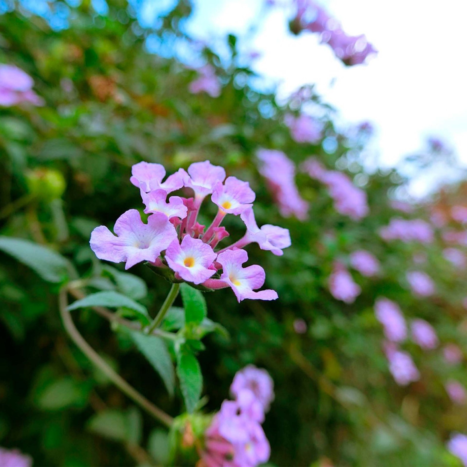 Lavender Lantana in 2.5” Nursery Cubes (Lantana montevidensis) | Trailing Plant