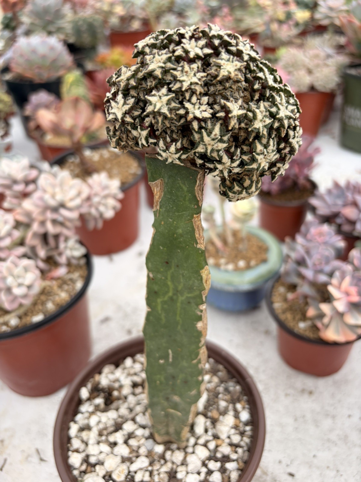 Rare Cactus Grafted